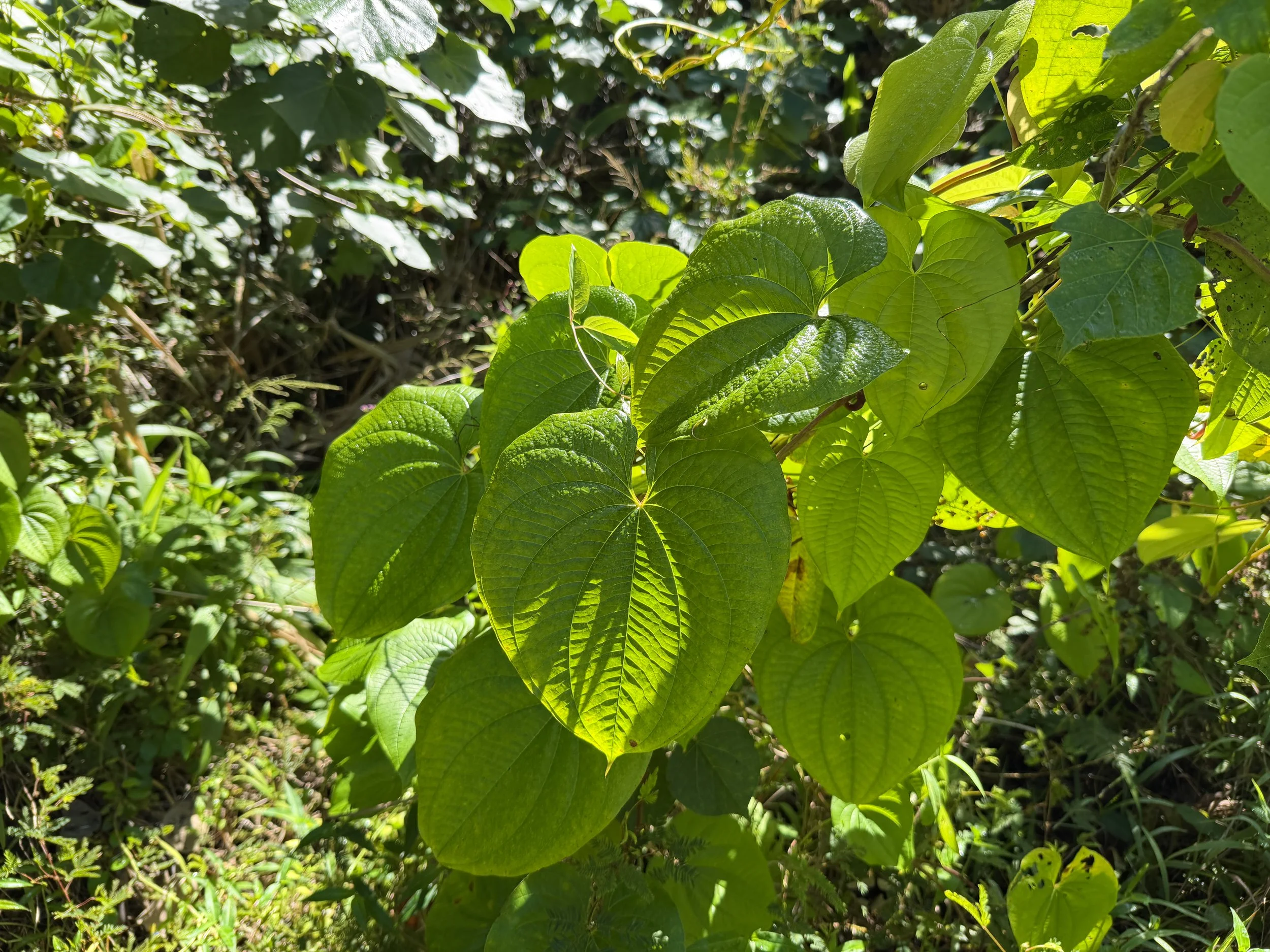 Awa Piper methysticum