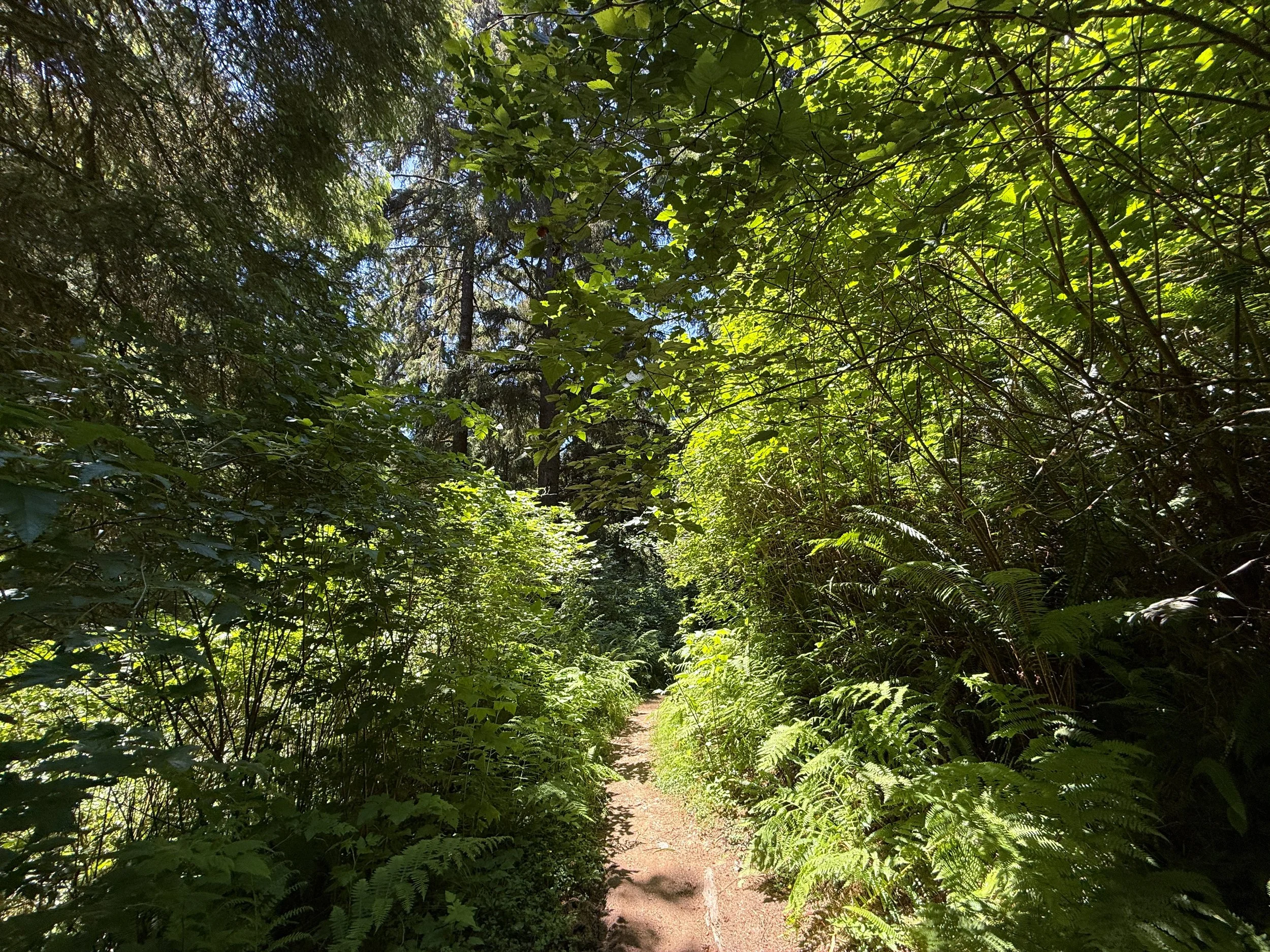 Ossagon Trail Prairie Creek Redwoods State Park California
