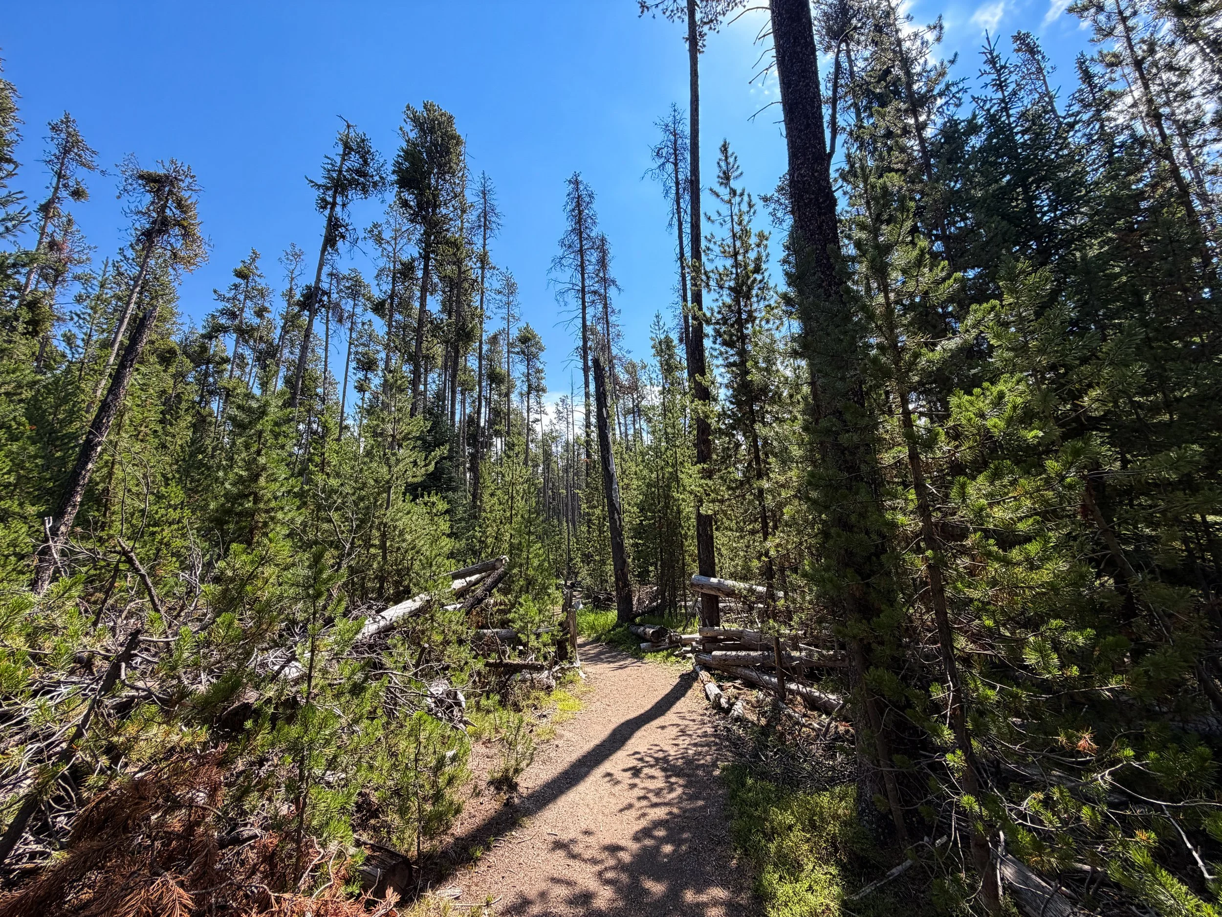 Storm Point Loop Trail Yellowstone National Park Wyoming