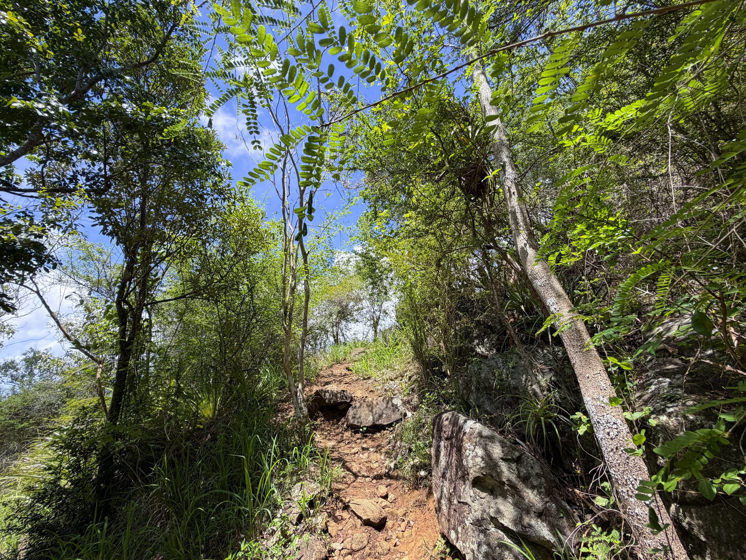Caneel Hill Trail Virgin Islands National Park