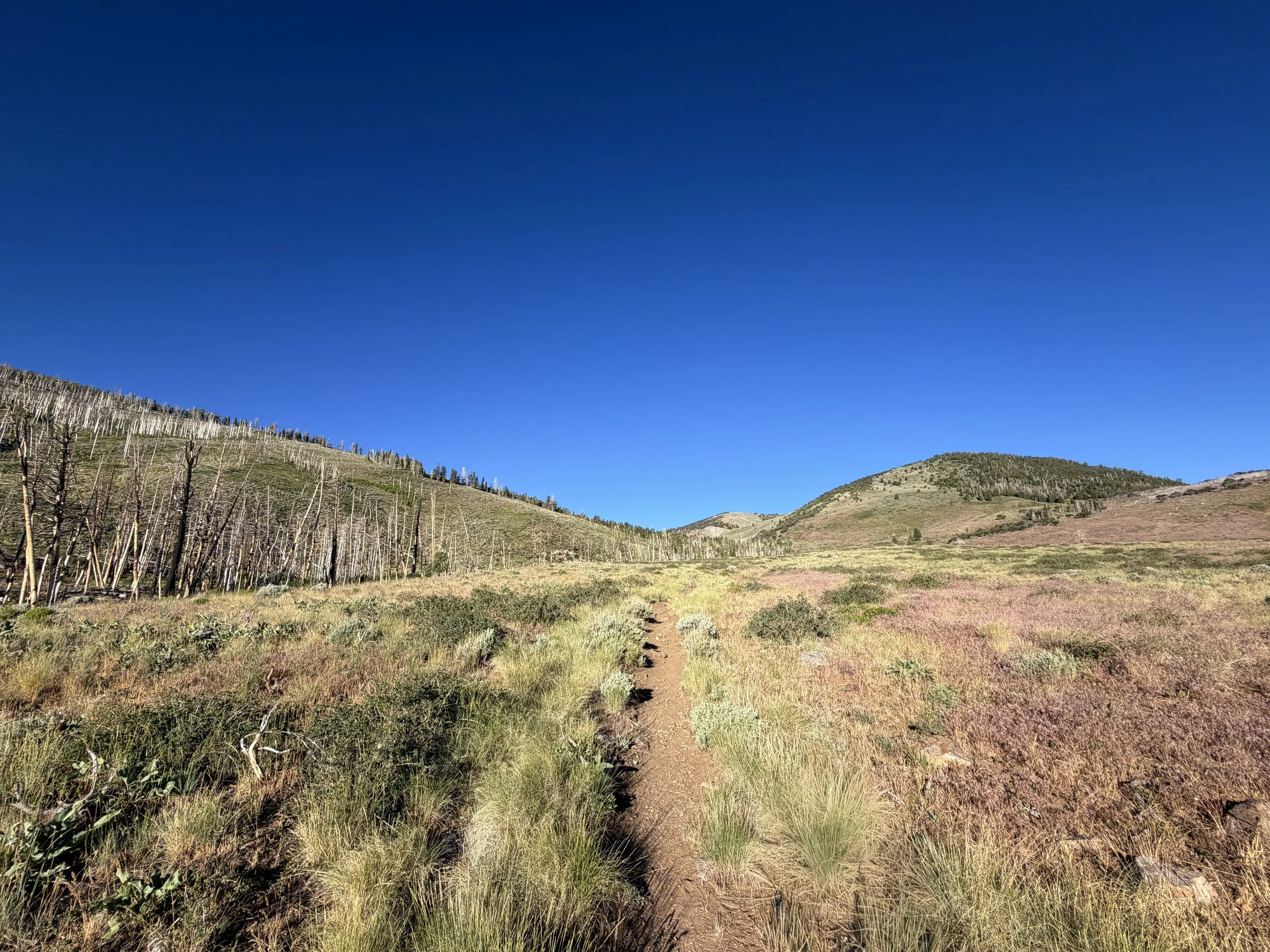 Upper Strawberry Trail Great Basin National Park Nevada