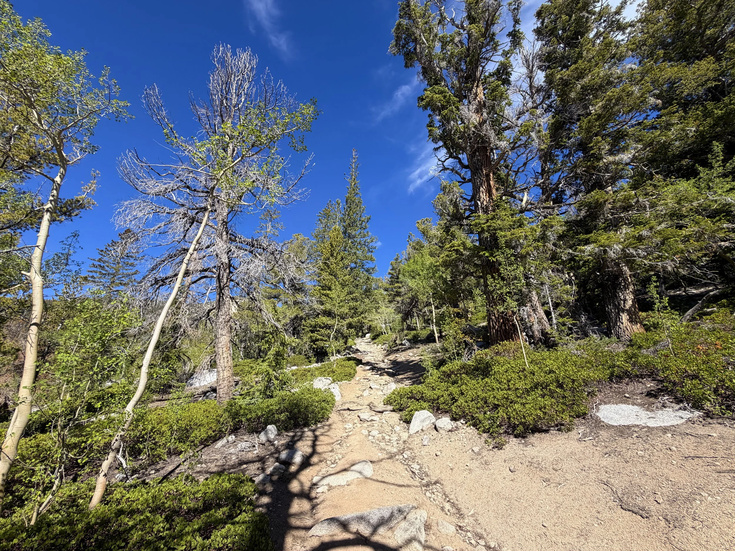 Johnson Lake Trail Great Basin National Park Nevada