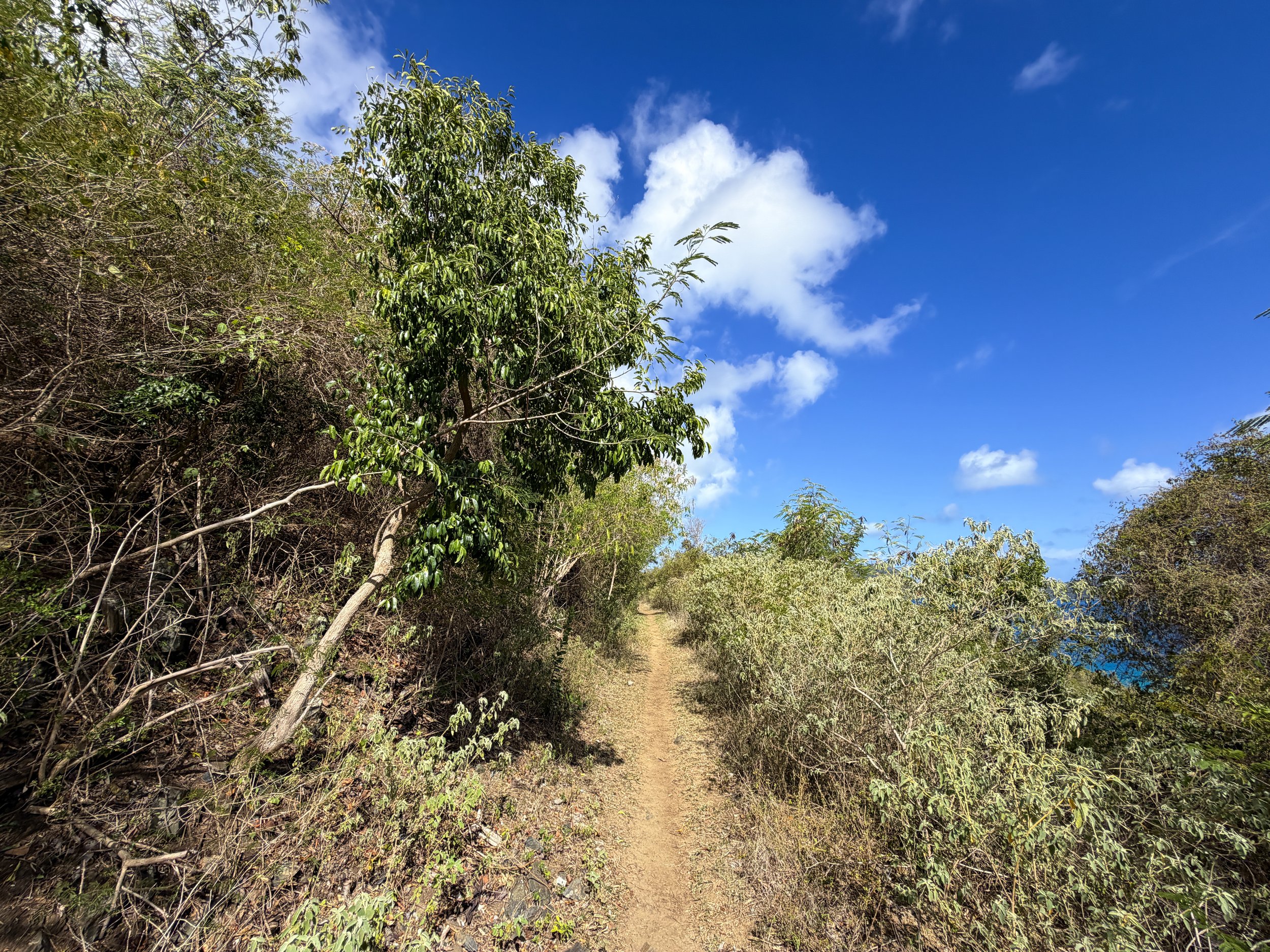 Johnny Horn Trail Virgin Islands National Park