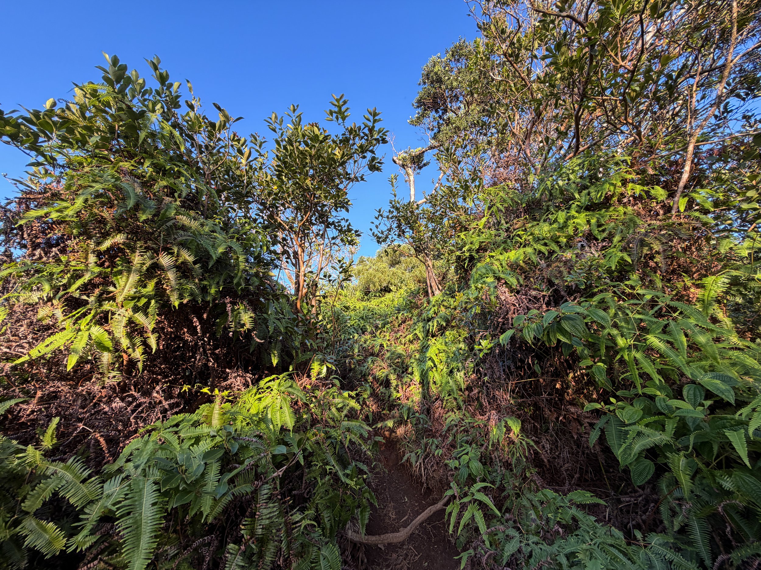 Moanalua Middle Ridge Trail Oahu Hawaii