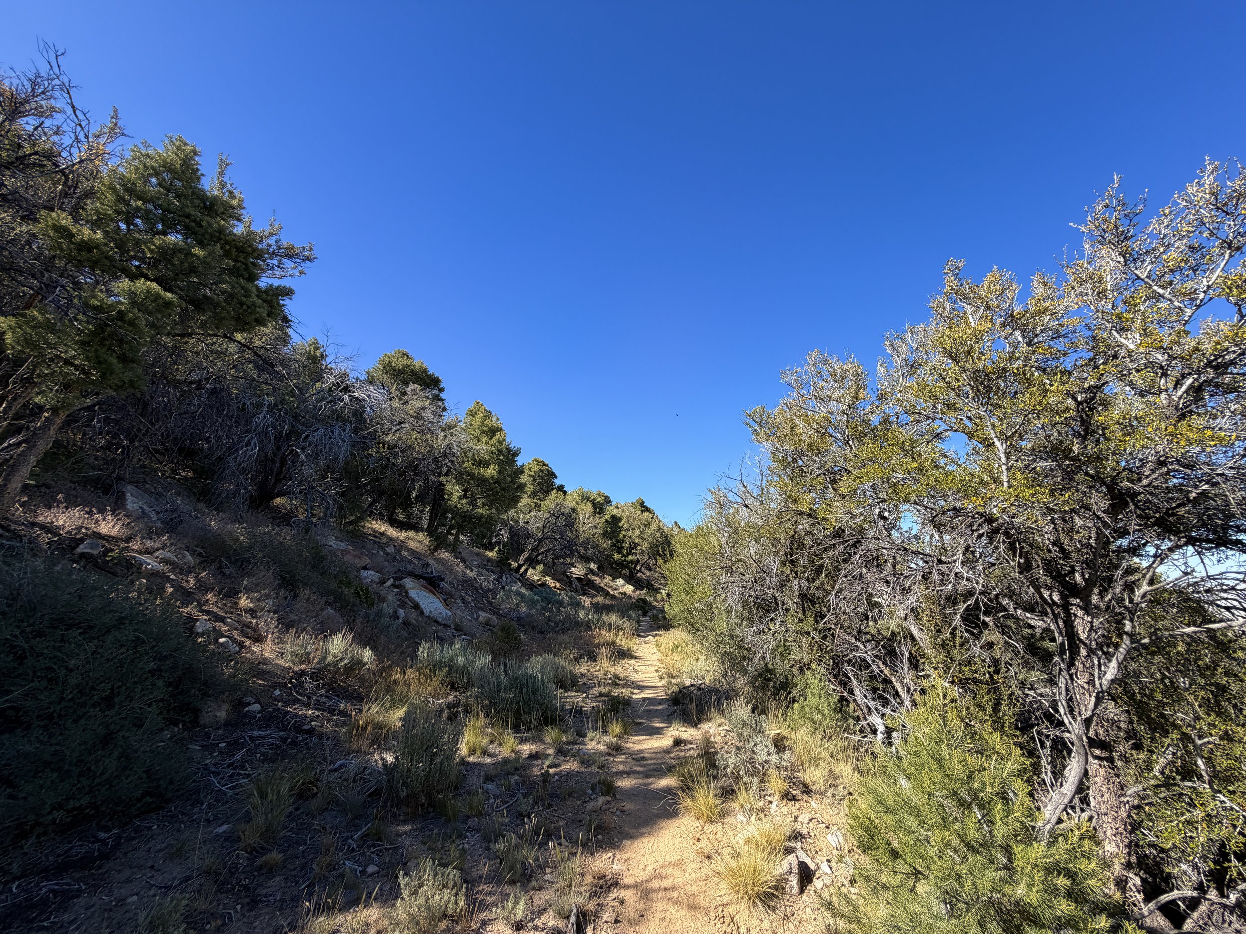 Osceola Ditch Trail Great Basin National Park Nevada