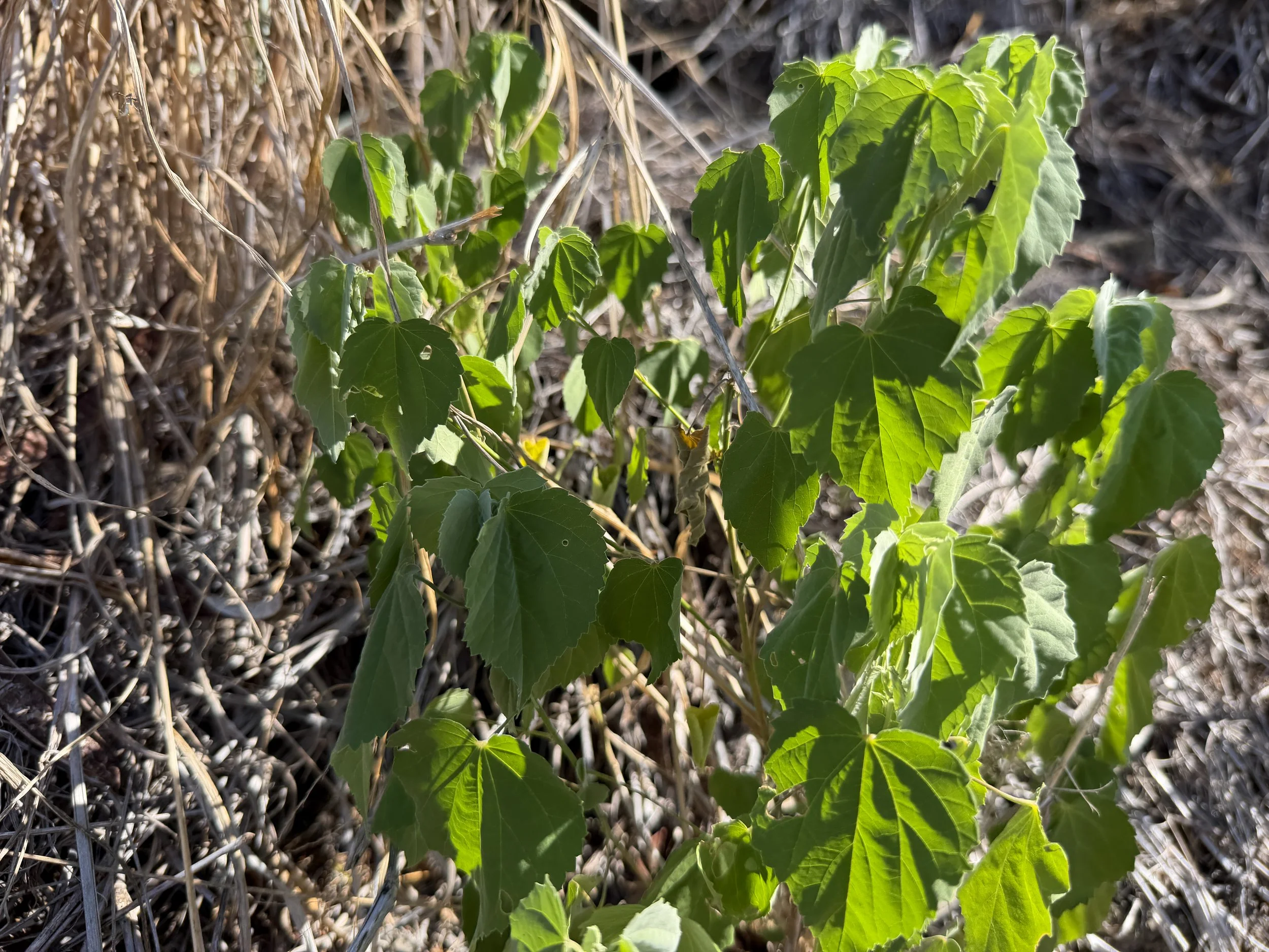 Mao Abutilon incanum