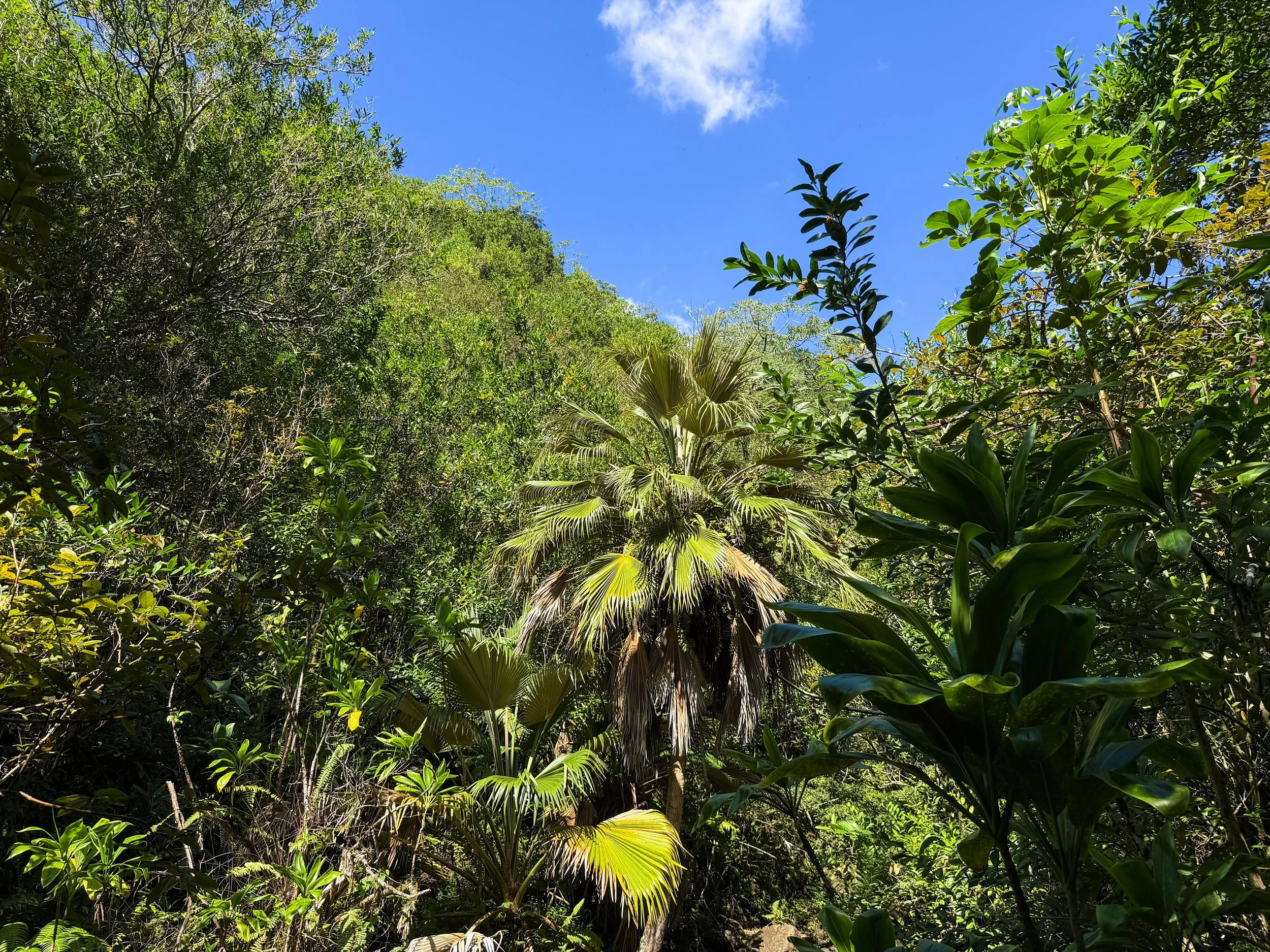 Loulu Pritchardia martii