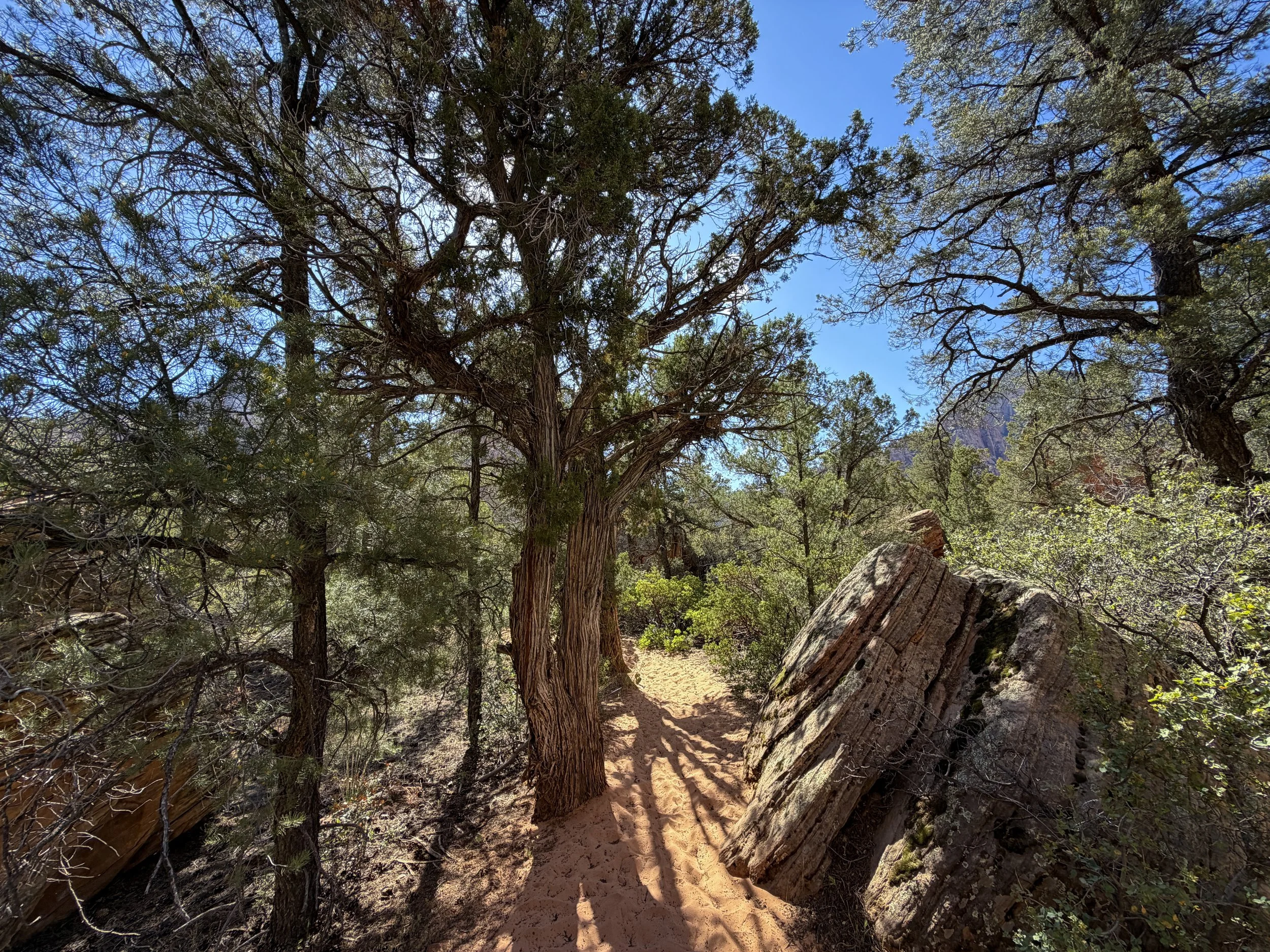 Sand Bench Trail Zion National Park Utah
