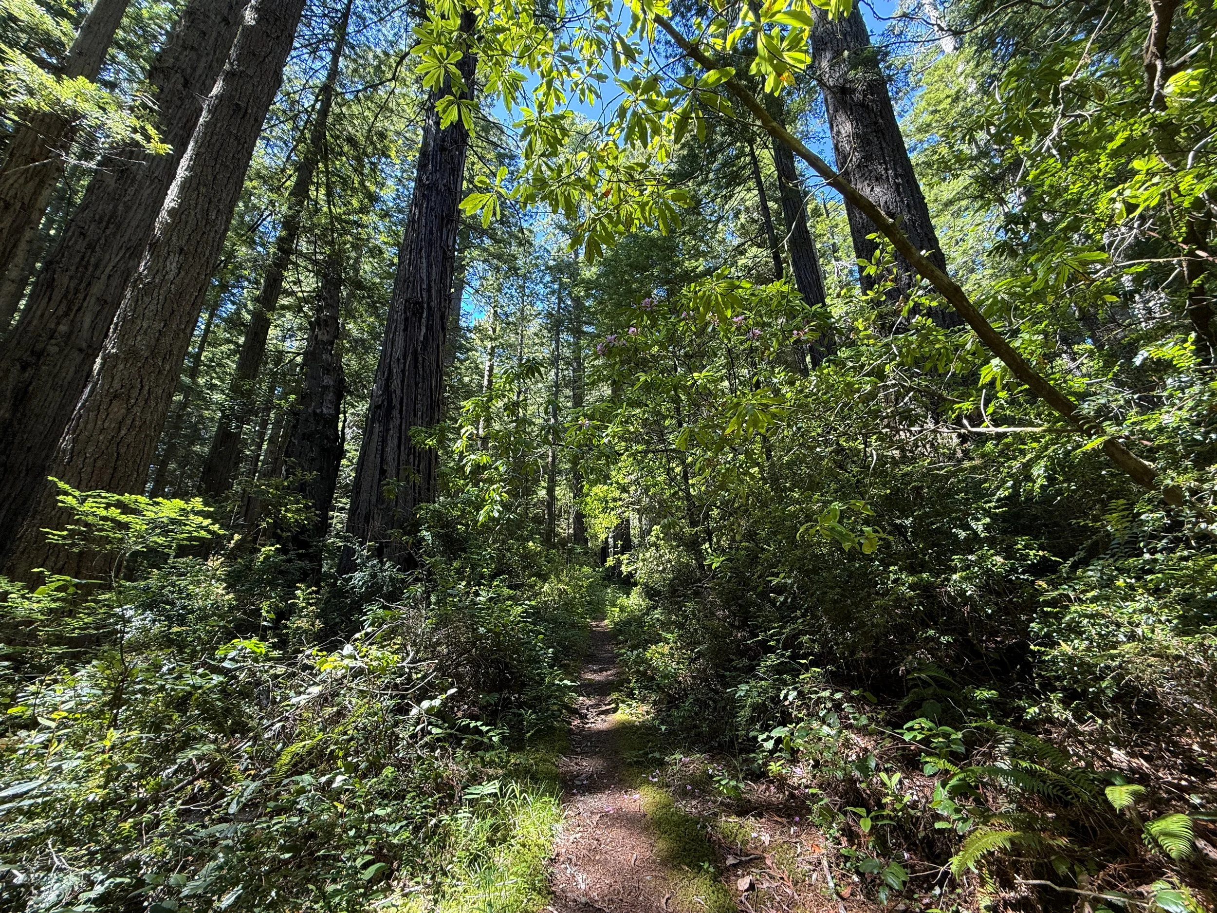 Hope Creek Trail Prairie Creek Redwoods State Park California
