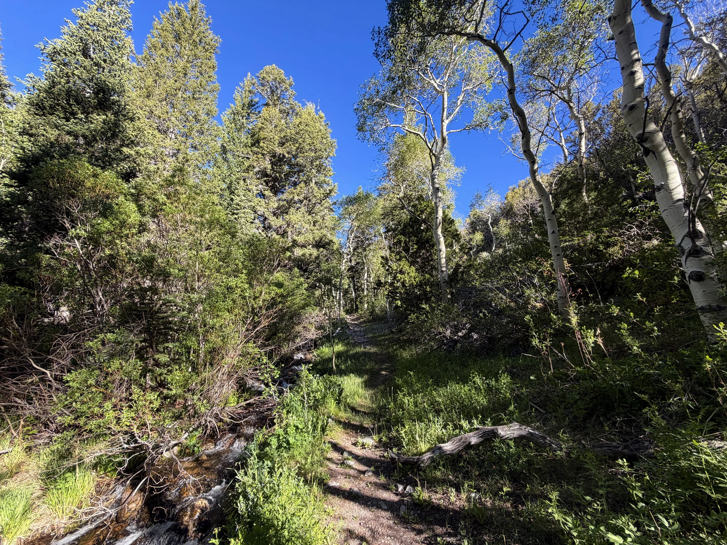 Lehman Creek Hike Great Basin National Park Nevada