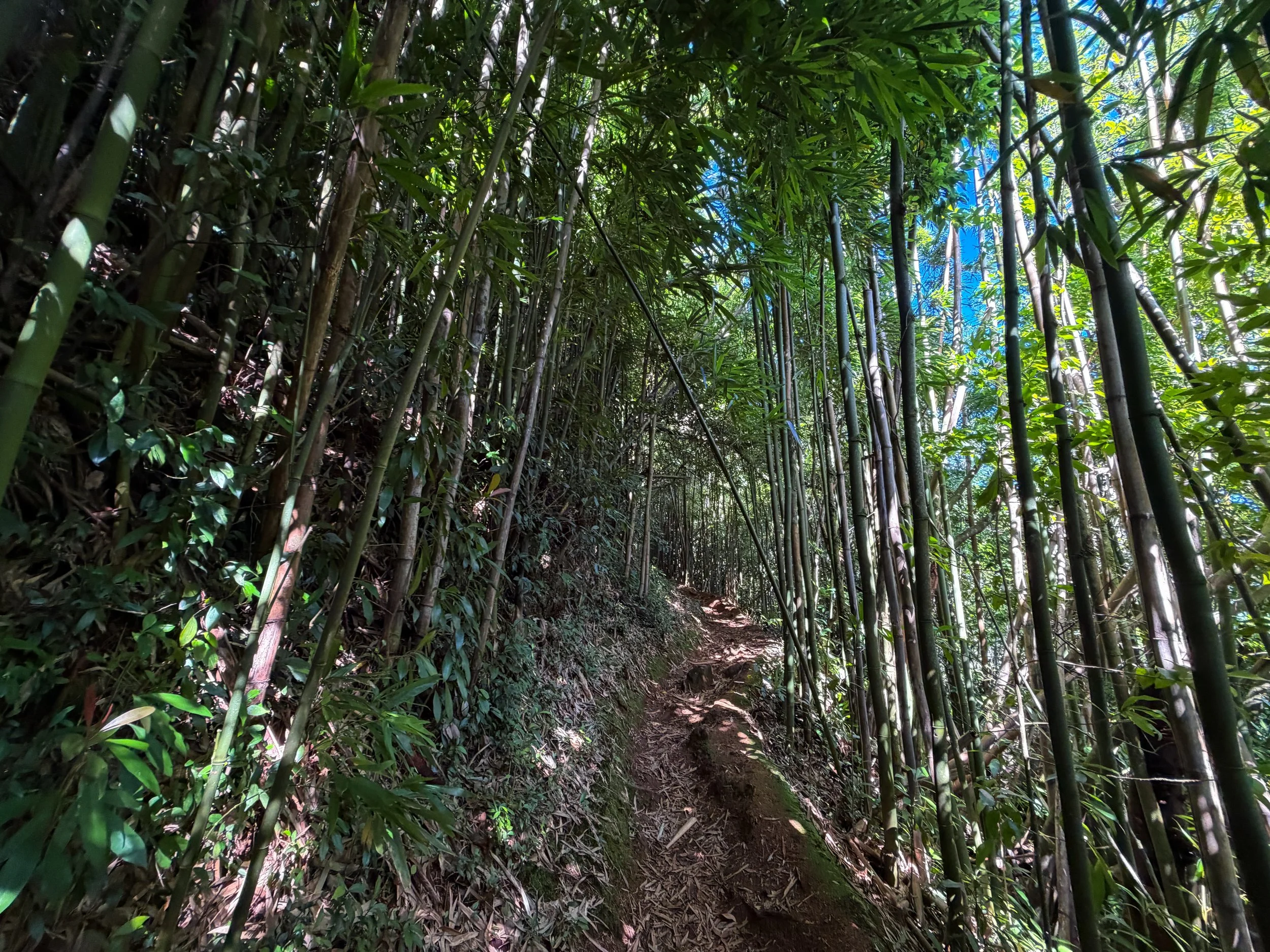 Aihualama Trail Oahu Hawaii