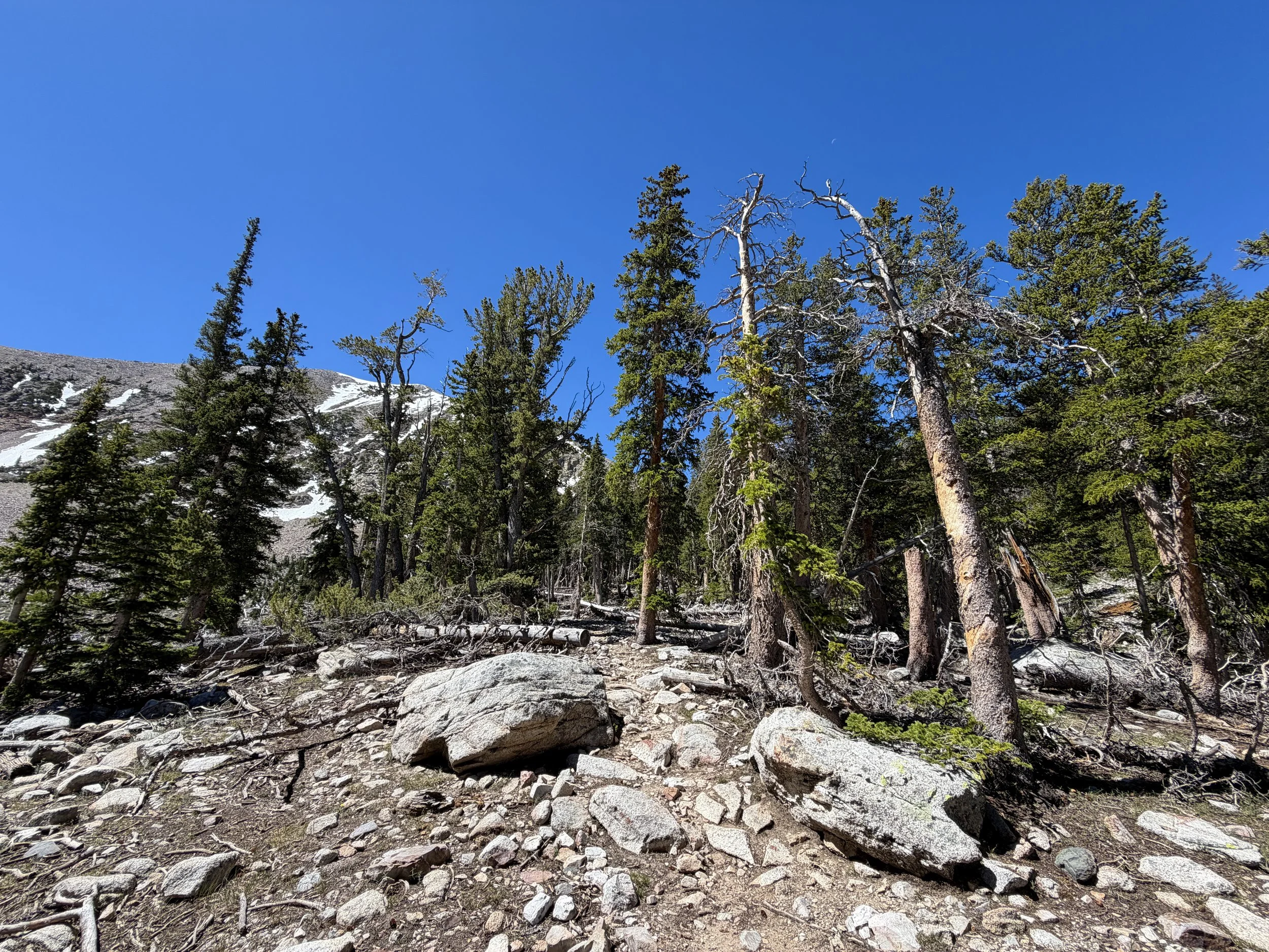 Baker Lake Trail Great Basin National Park Nevada