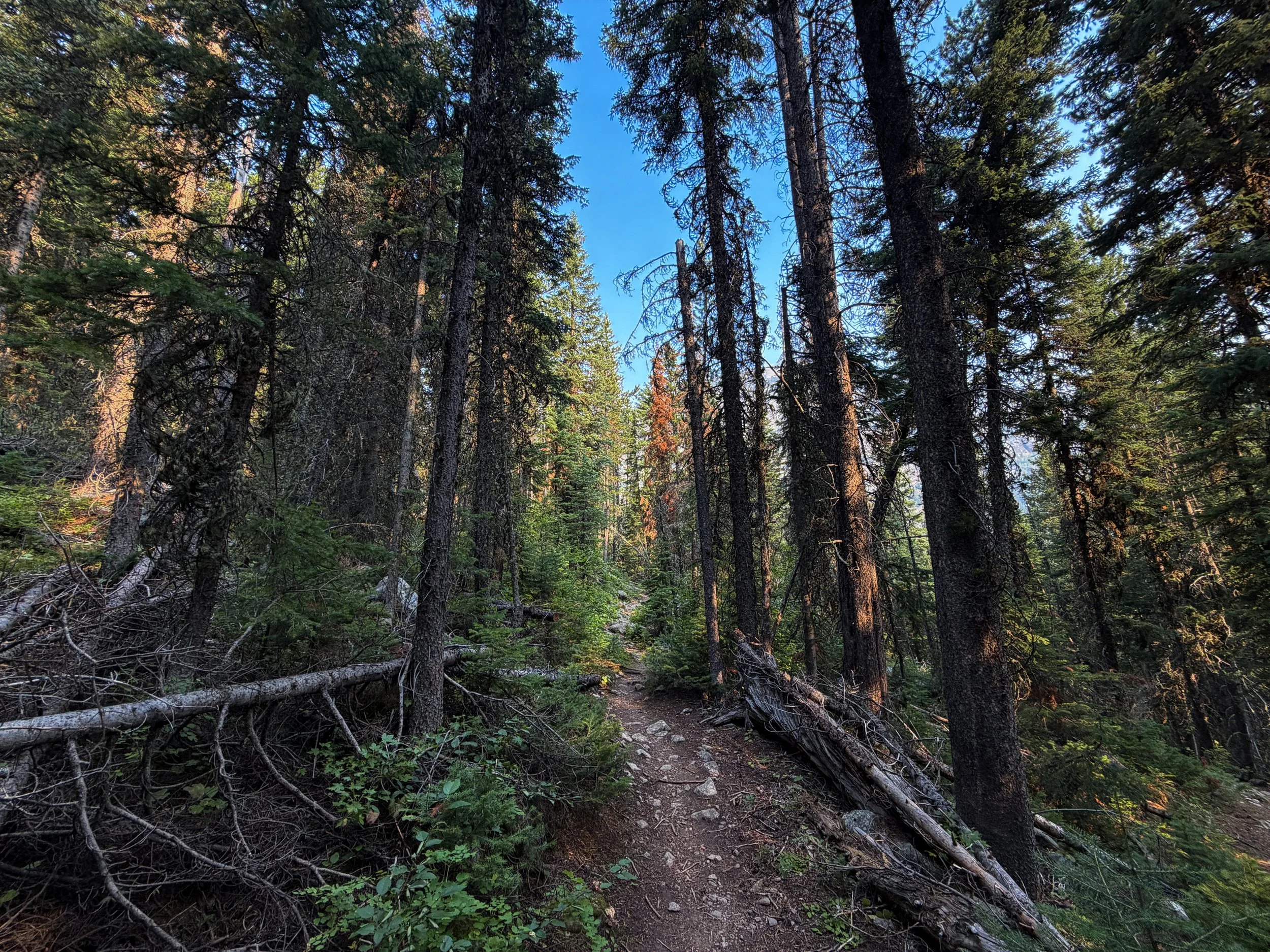 Beaten Path Trail Beartooth Mountains Montana