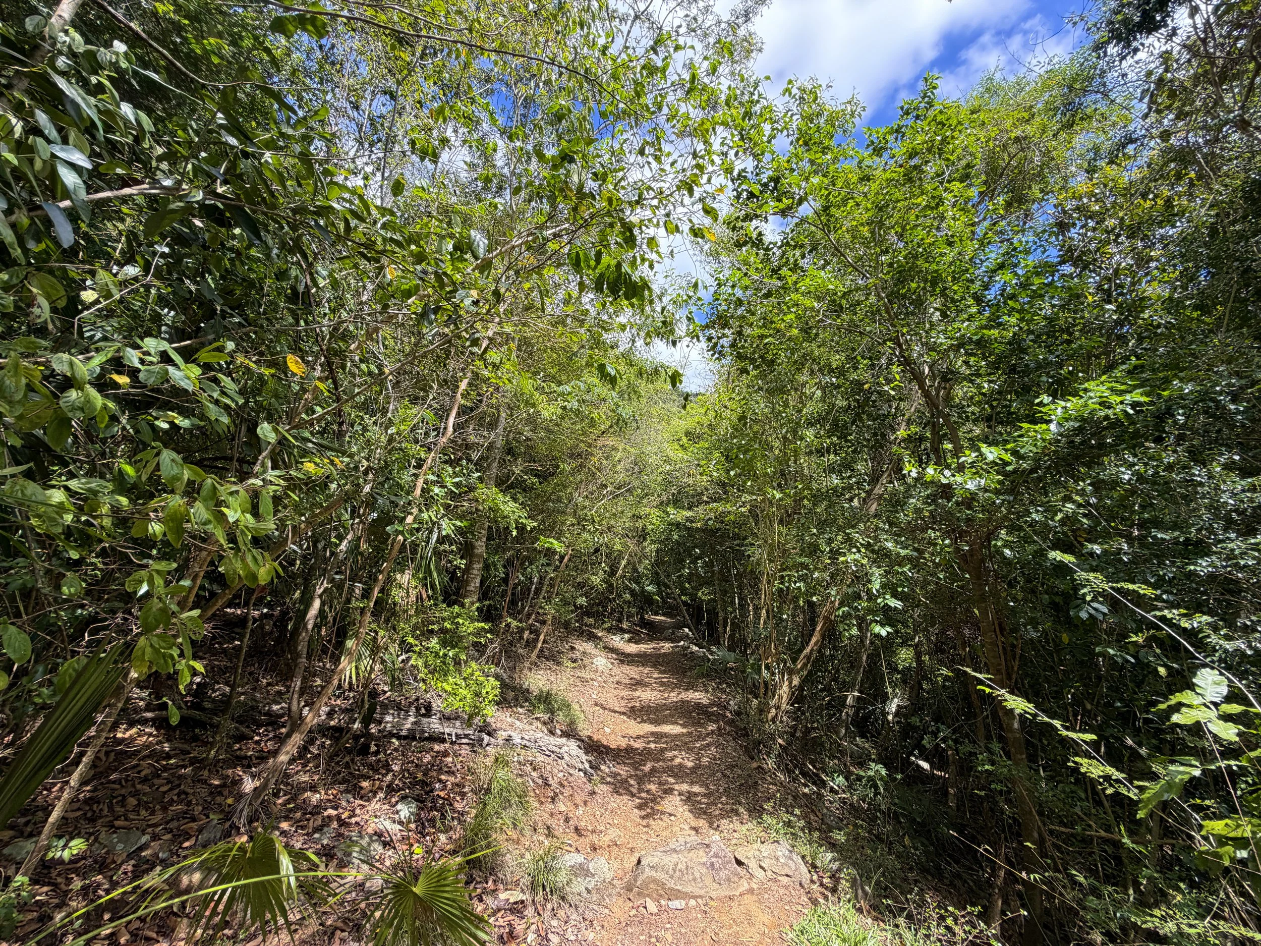 Reef Bay Hike to Petroglyphs Trail Virgin Islands National Park