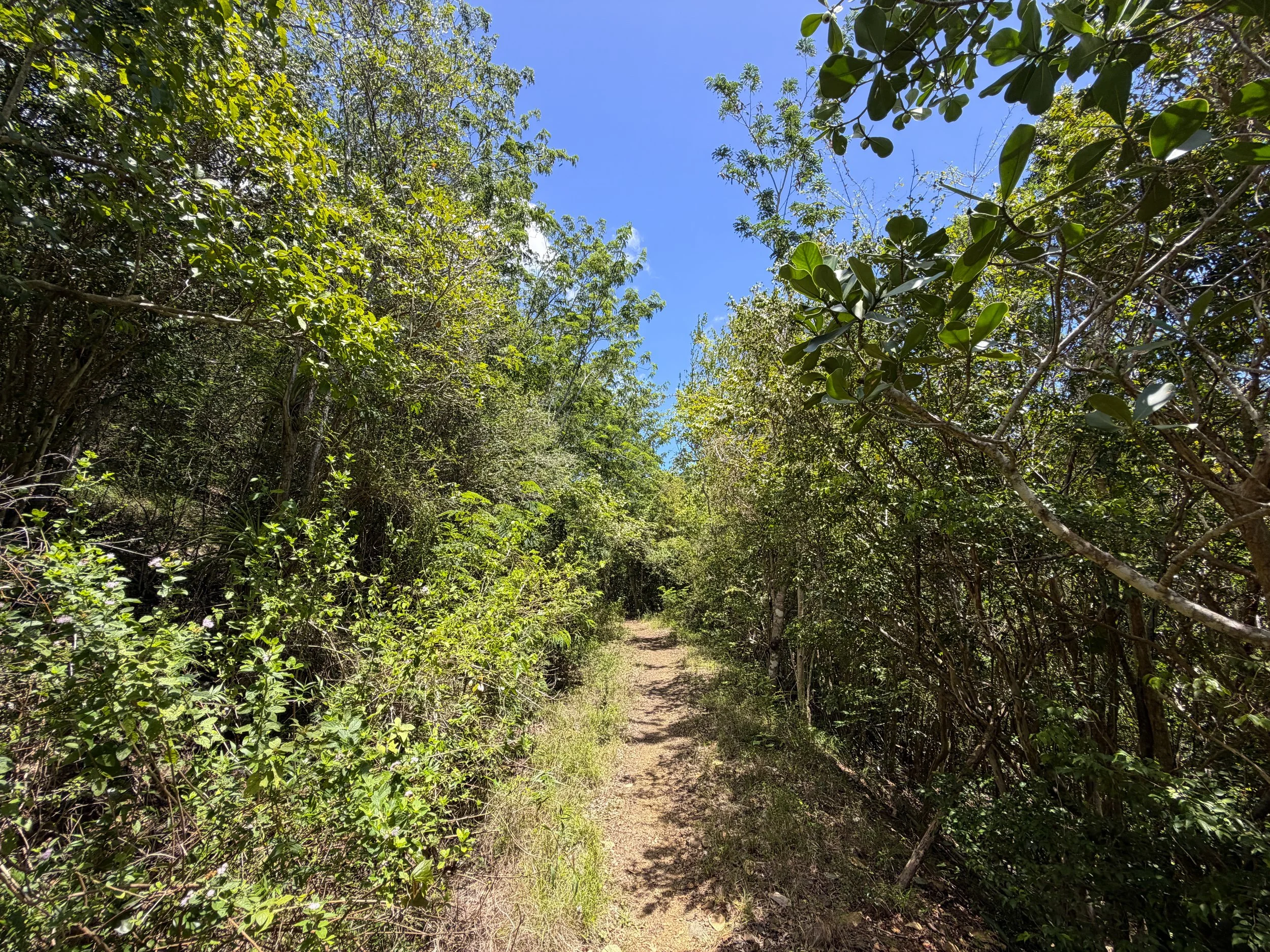 L'Esperance Hike Virgin Islands National Park