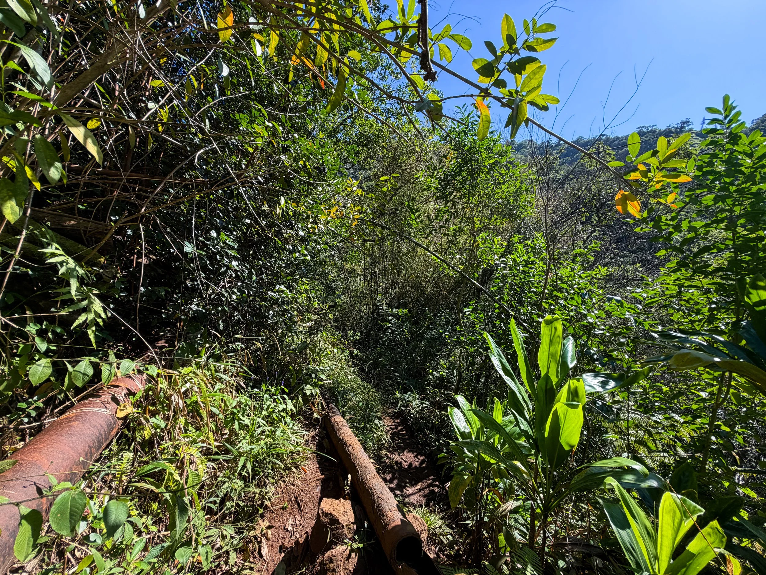 Kaau Crater Loop Hike Oahu Hawaii