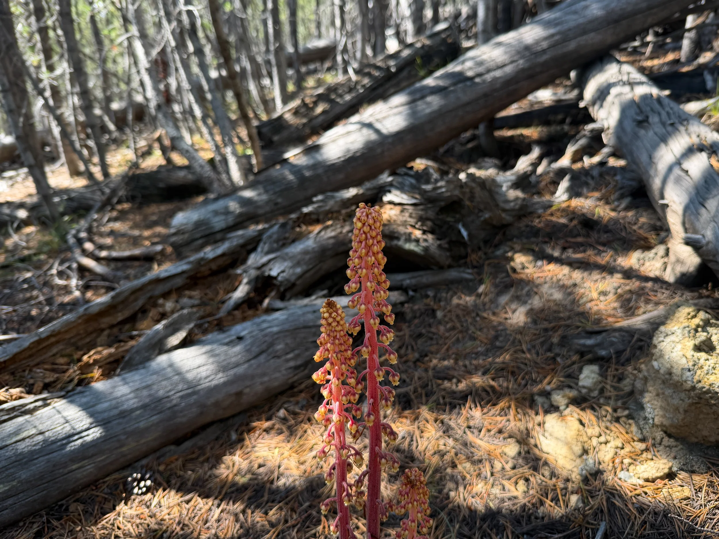 Woodland Pinedrops Pterospora andromedea