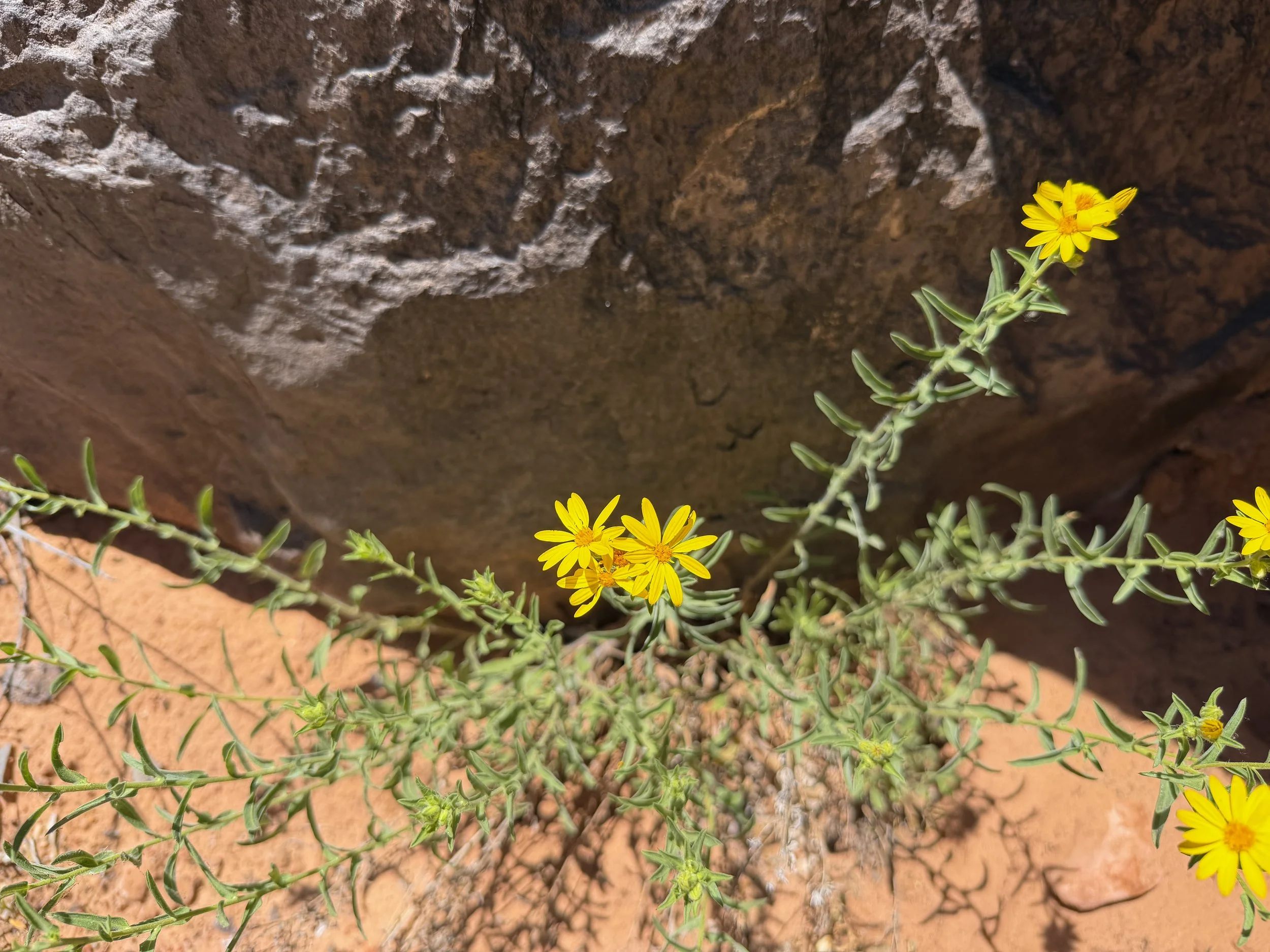 Hairy Goldenaster Heterotheca villosa