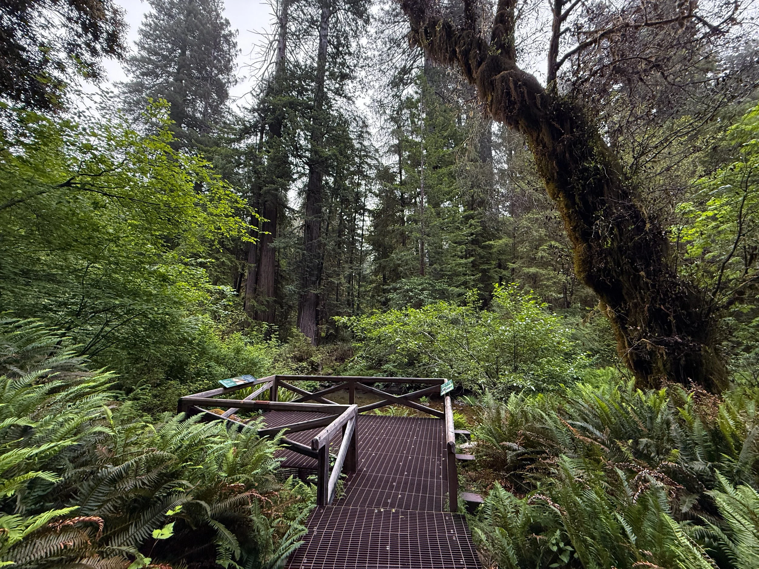 Grove of the Titans Trail Boardwalk Jedediah Smith Redwoods State Park California