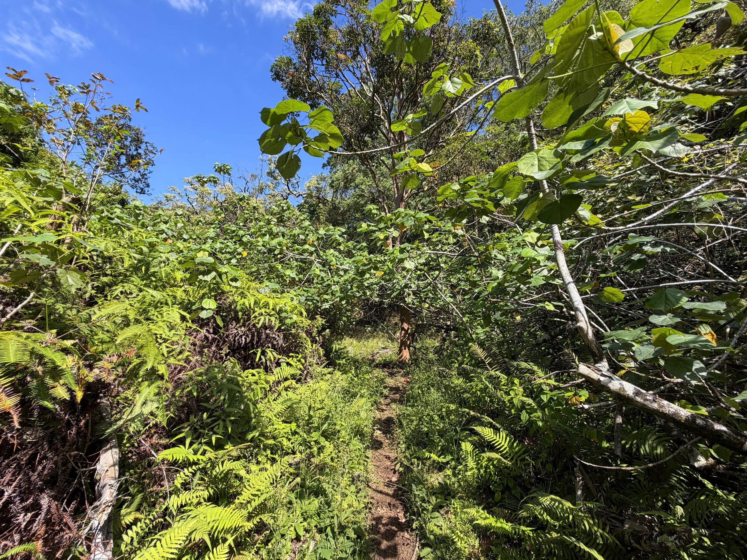 Kulanaahane Trail to Moanalua Saddle Oahu Hawaii