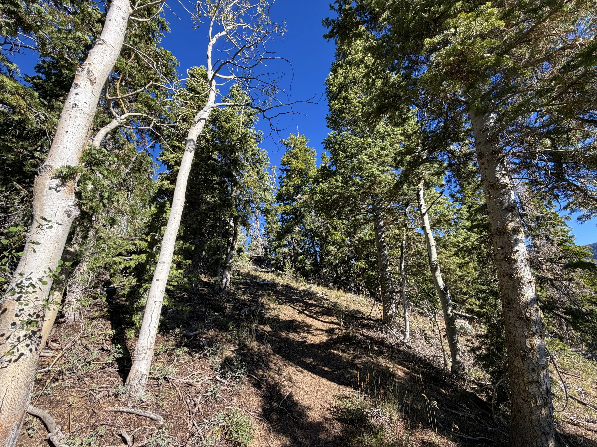 Snake Divide Trail to Mt. Washington Great Basin National Park Nevada