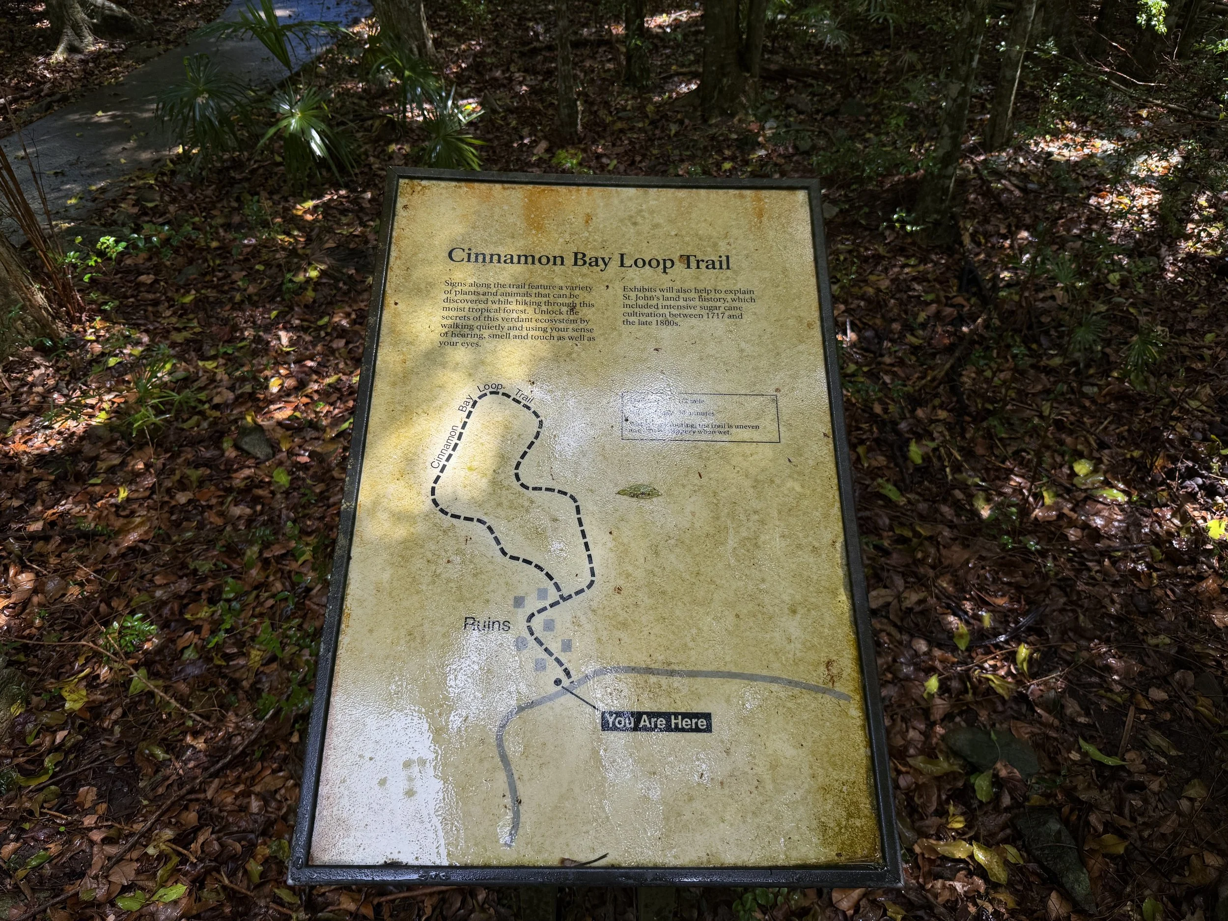 Cinnamon Bay Loop Trail Virgin Islands National Park