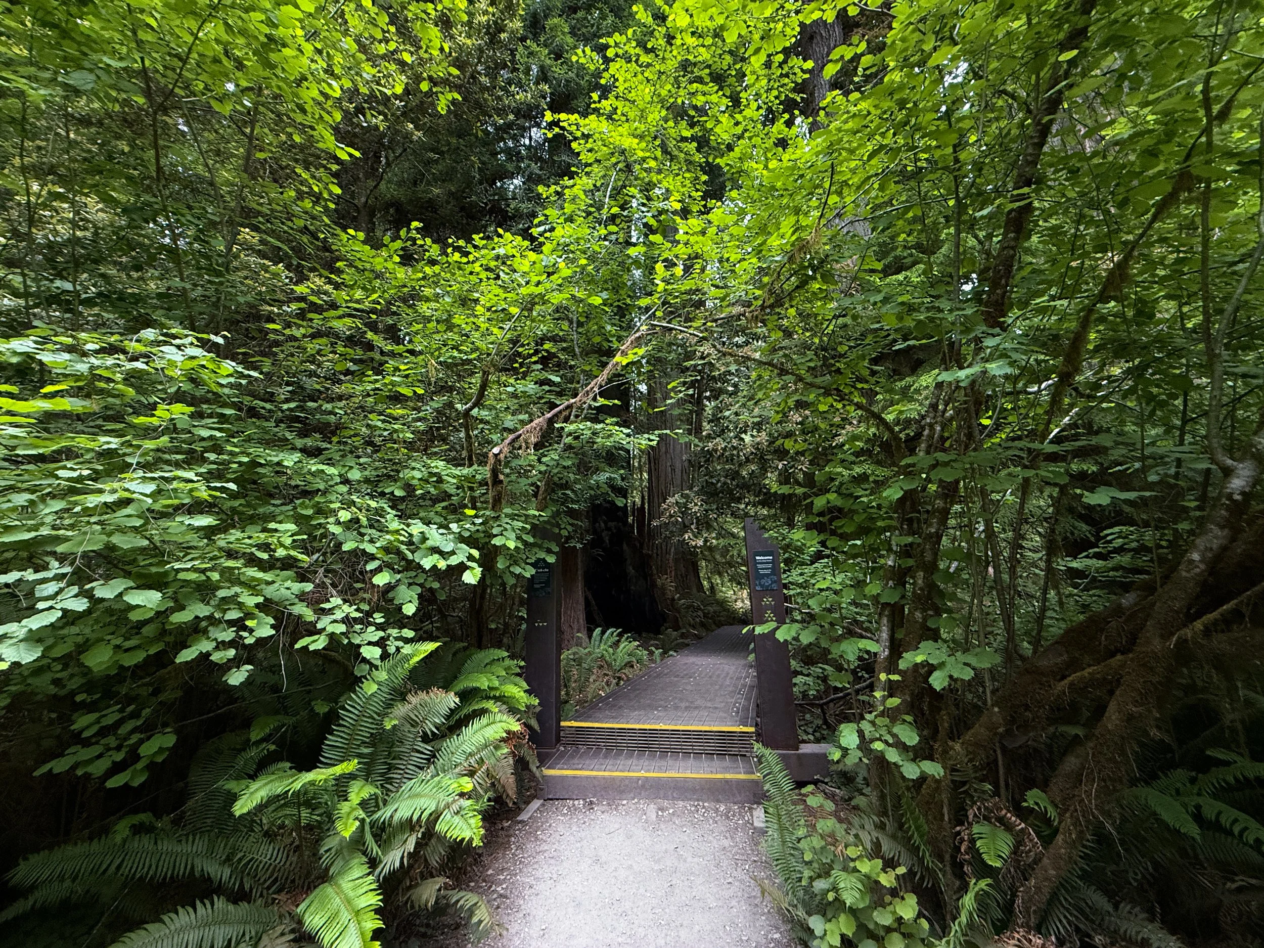 Grove of the Titans Trail Boardwalk Jedediah Smith Redwoods State Park California