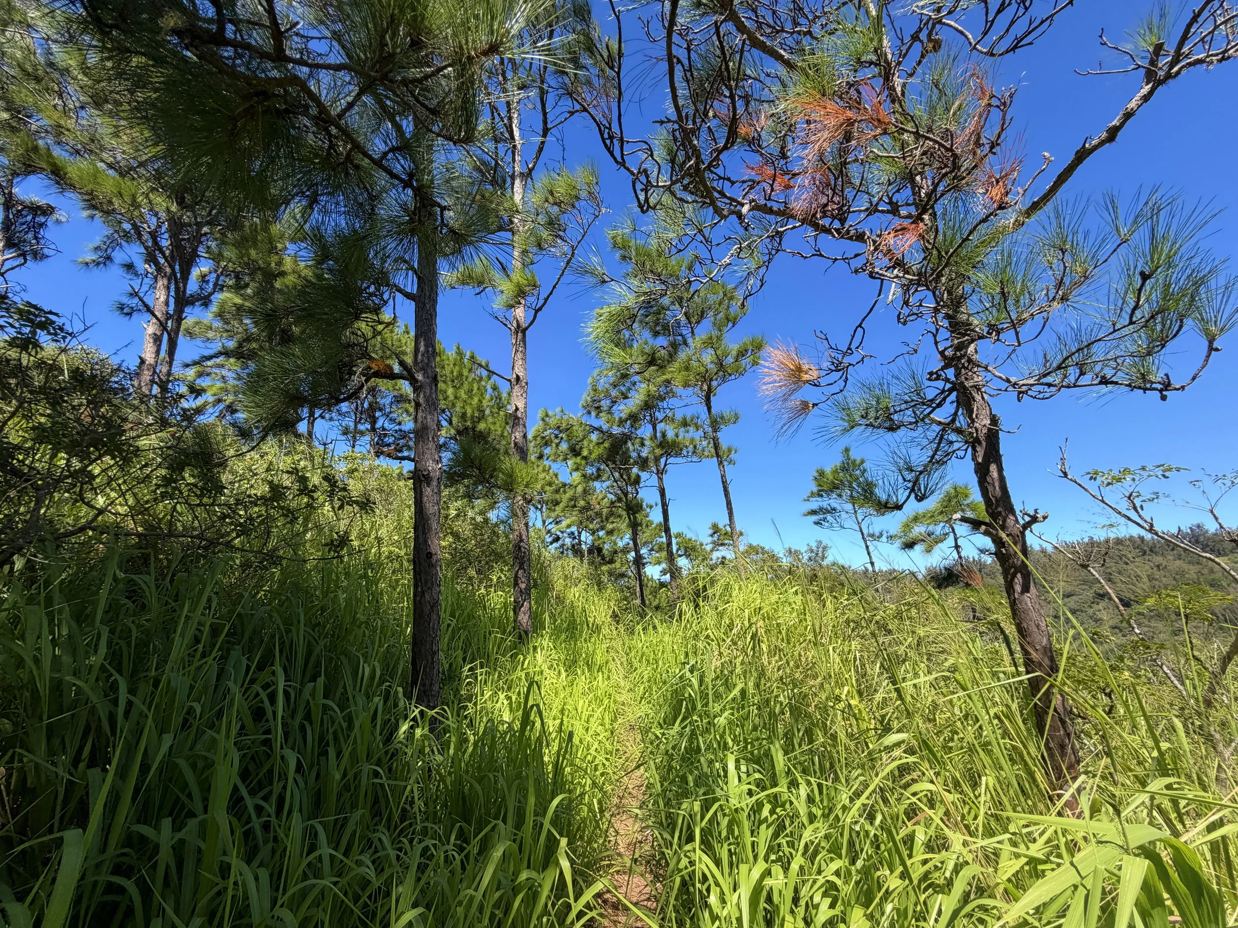 Kuaokala Trail Oahu Hawaii