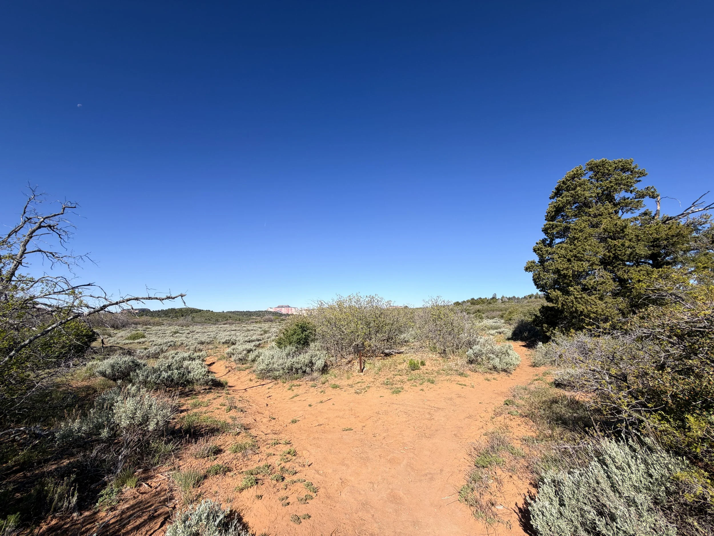 Stave Spring Trail to Deertrap Mountain Zion National Park Utah