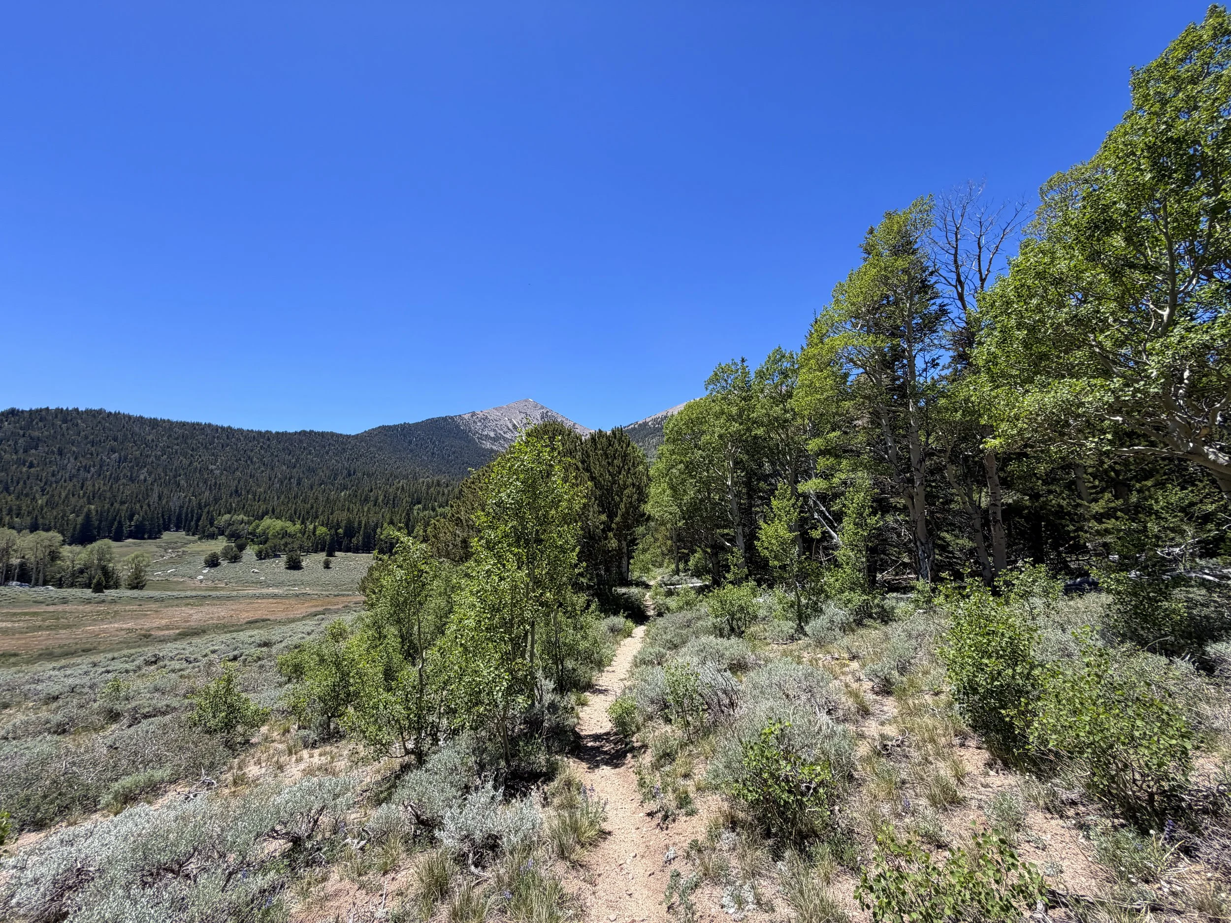 Timber Creek Loop Trail Great Basin National Park Nevada