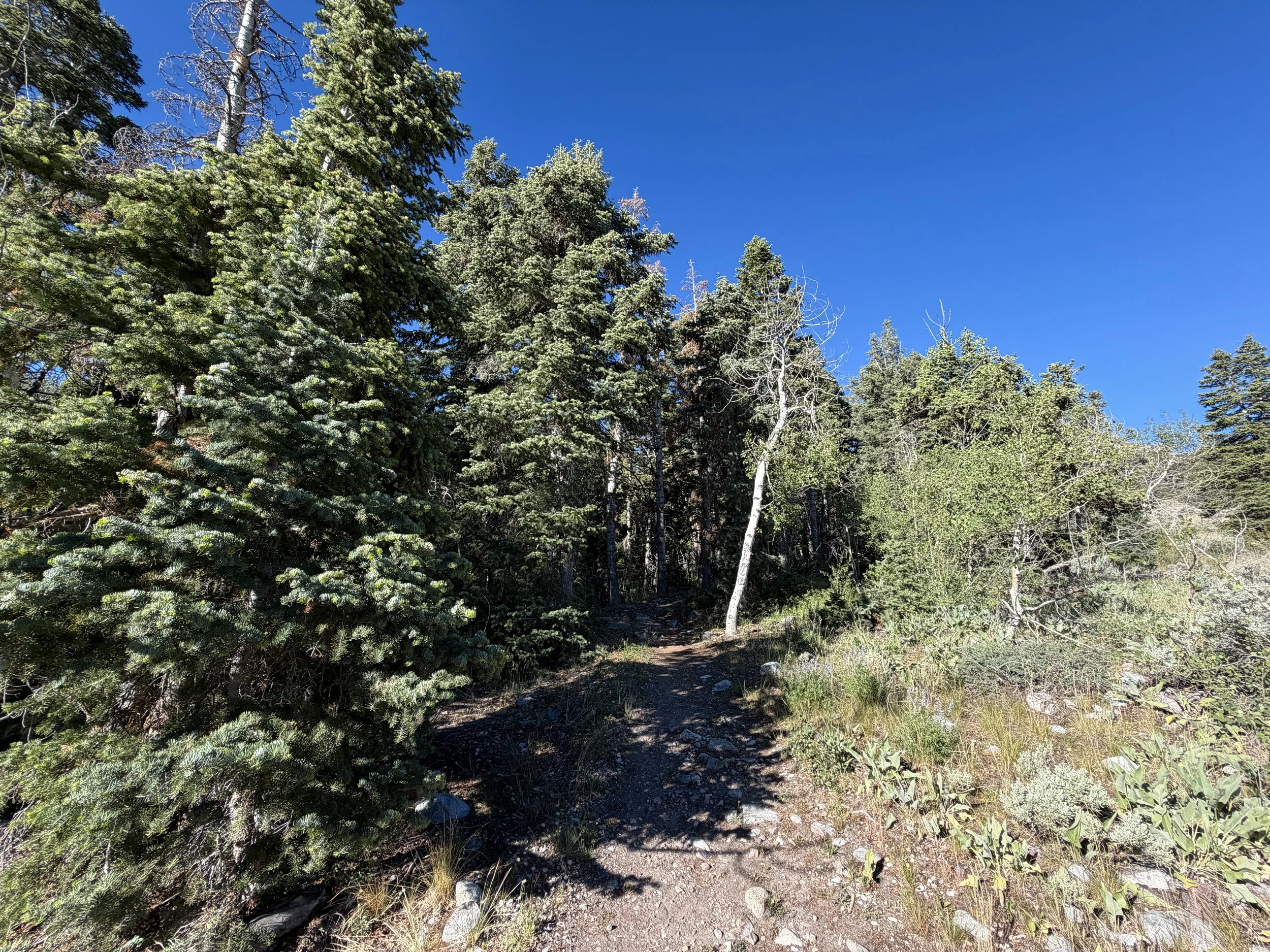 Baker Lake Trail Great Basin National Park Nevada