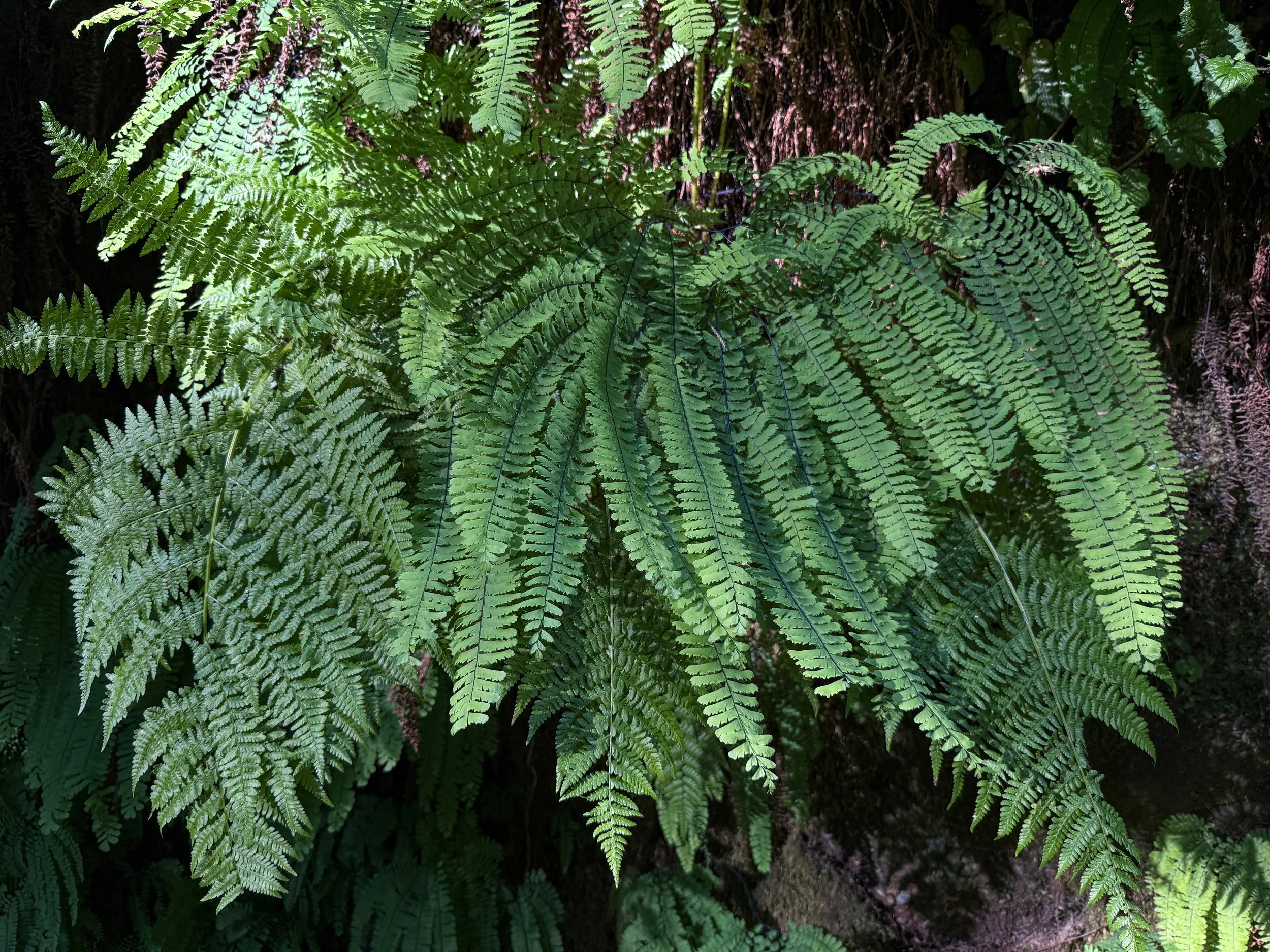 Western Maidenhair Fern Adiantum aleuticum