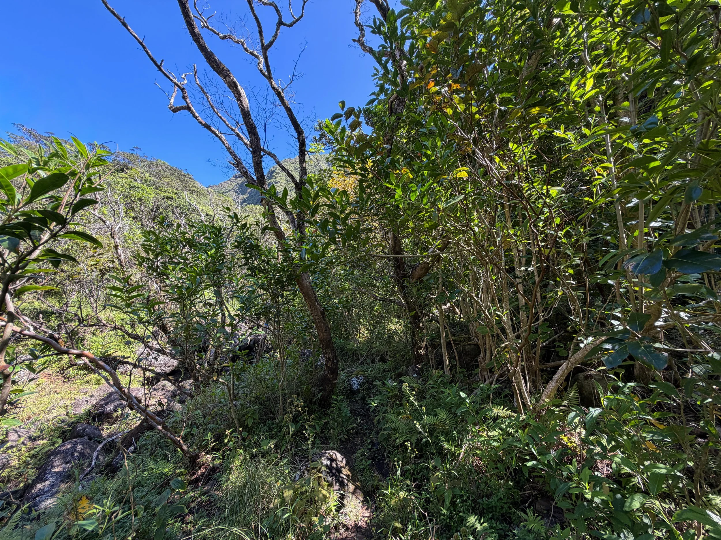 Kulanaahane Trail Oahu Hawaii