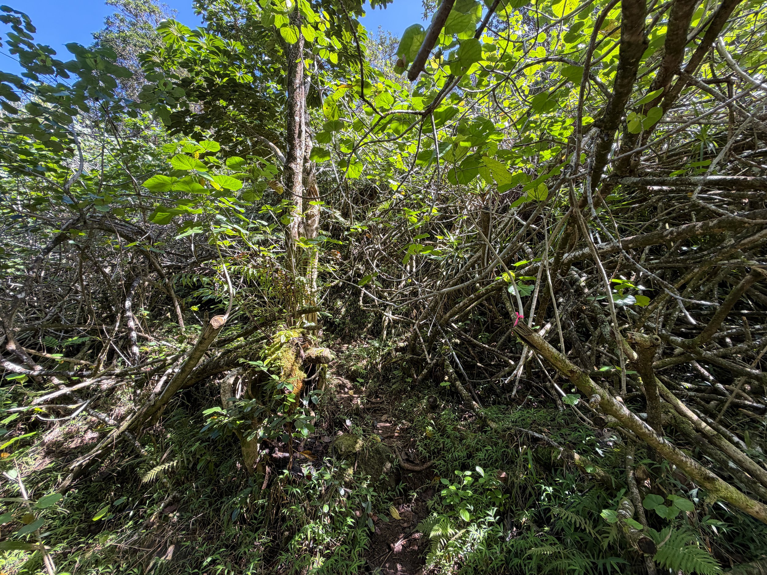 Kulanaahane Hike Oahu Hawaii