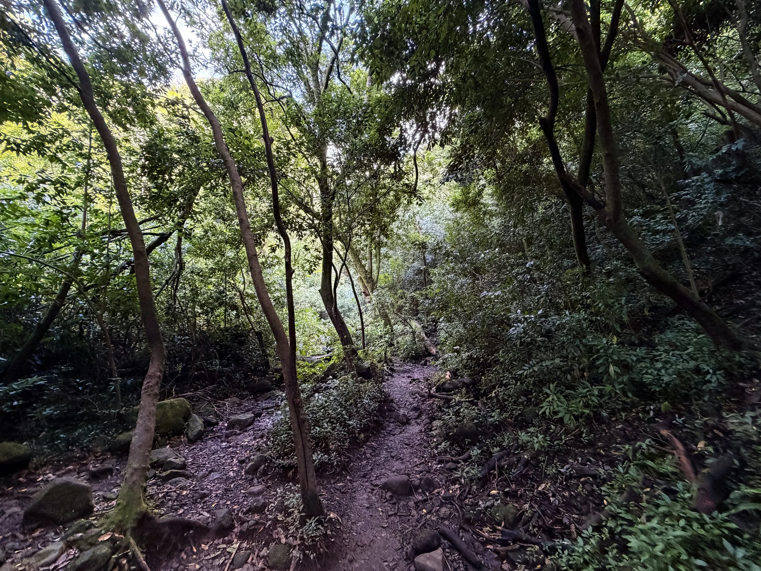 Lulumahu Falls Trail Oahu Hawaii