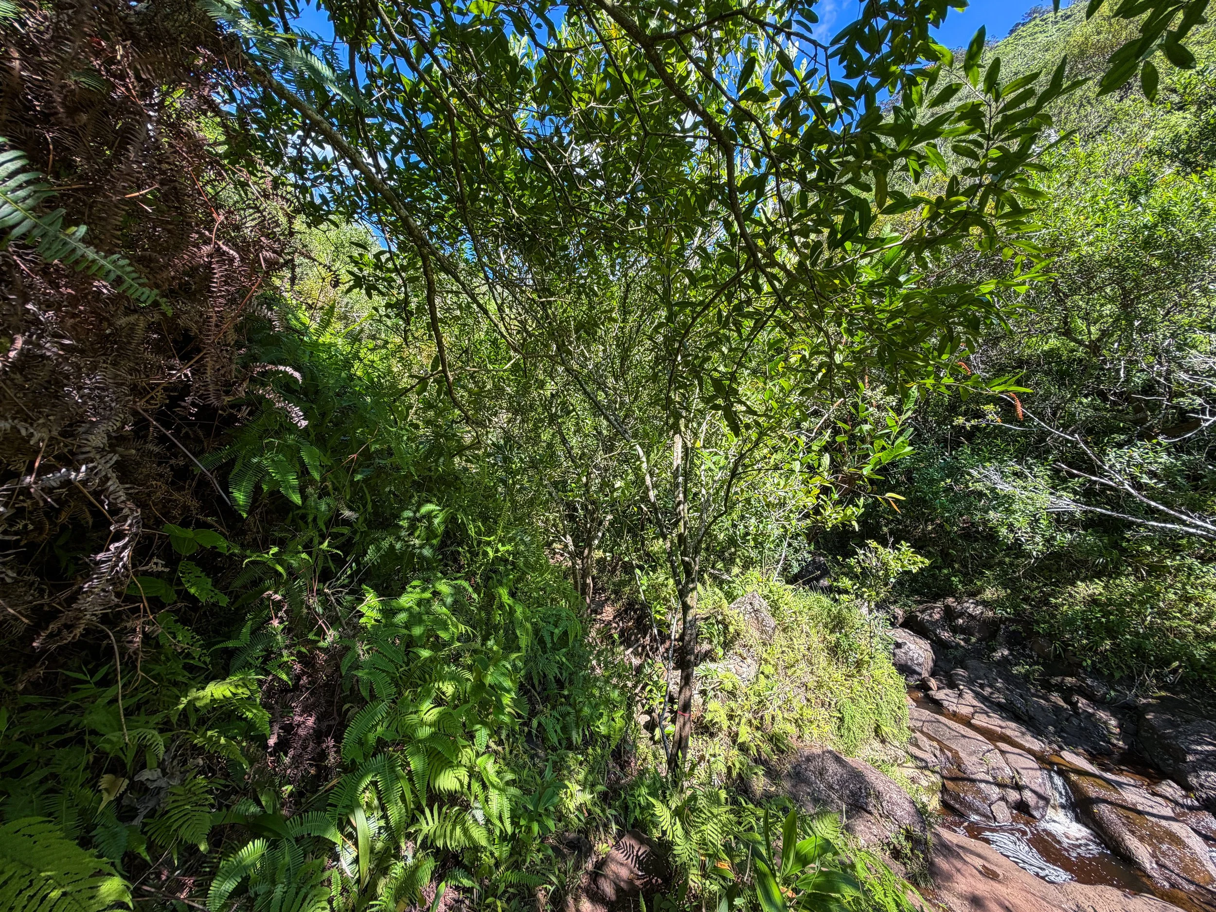 First Waterfall Kaau Crater Trail Oahu Hawaii