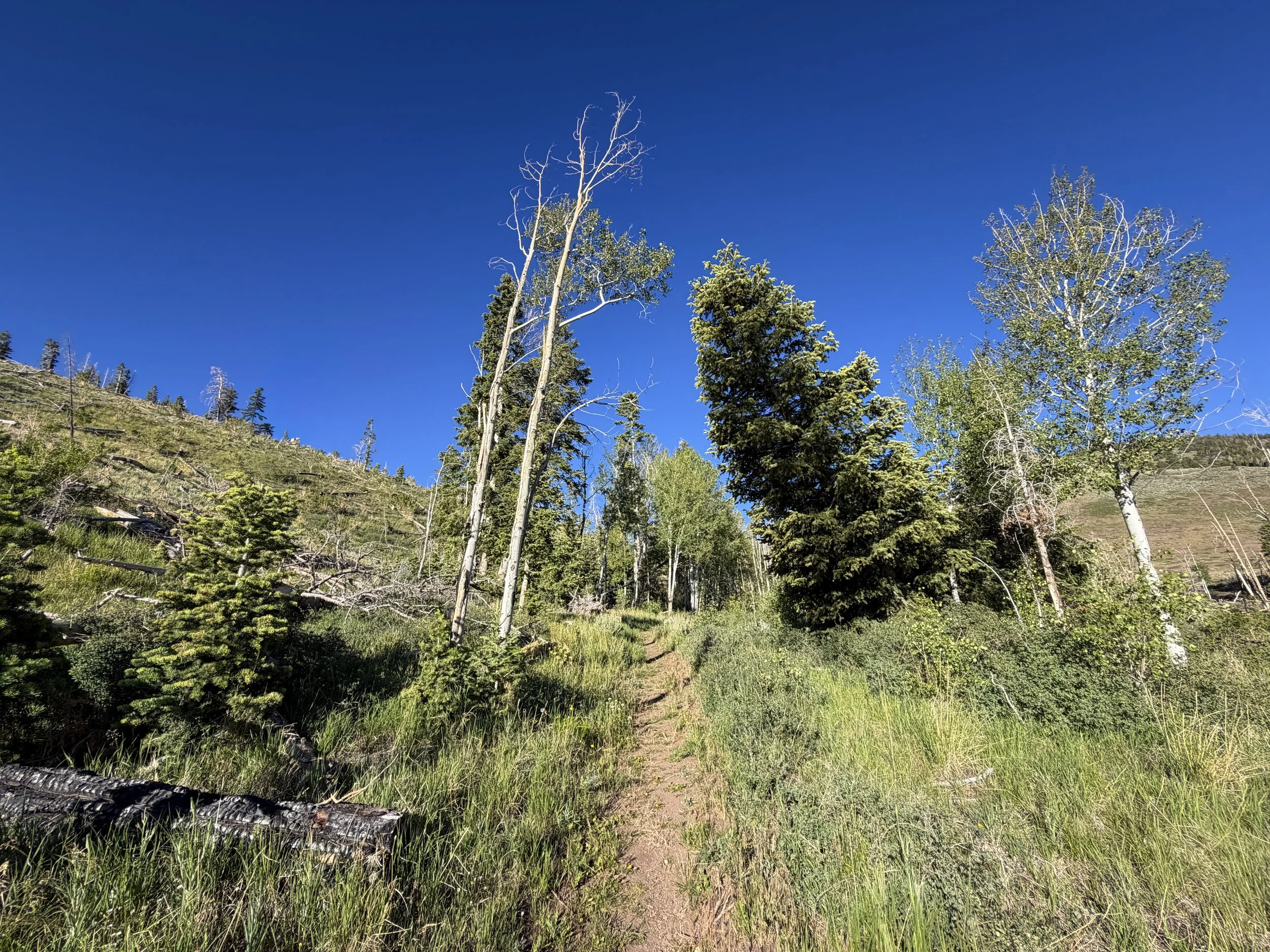 Upper Strawberry Creek Trail Great Basin National Park Nevada