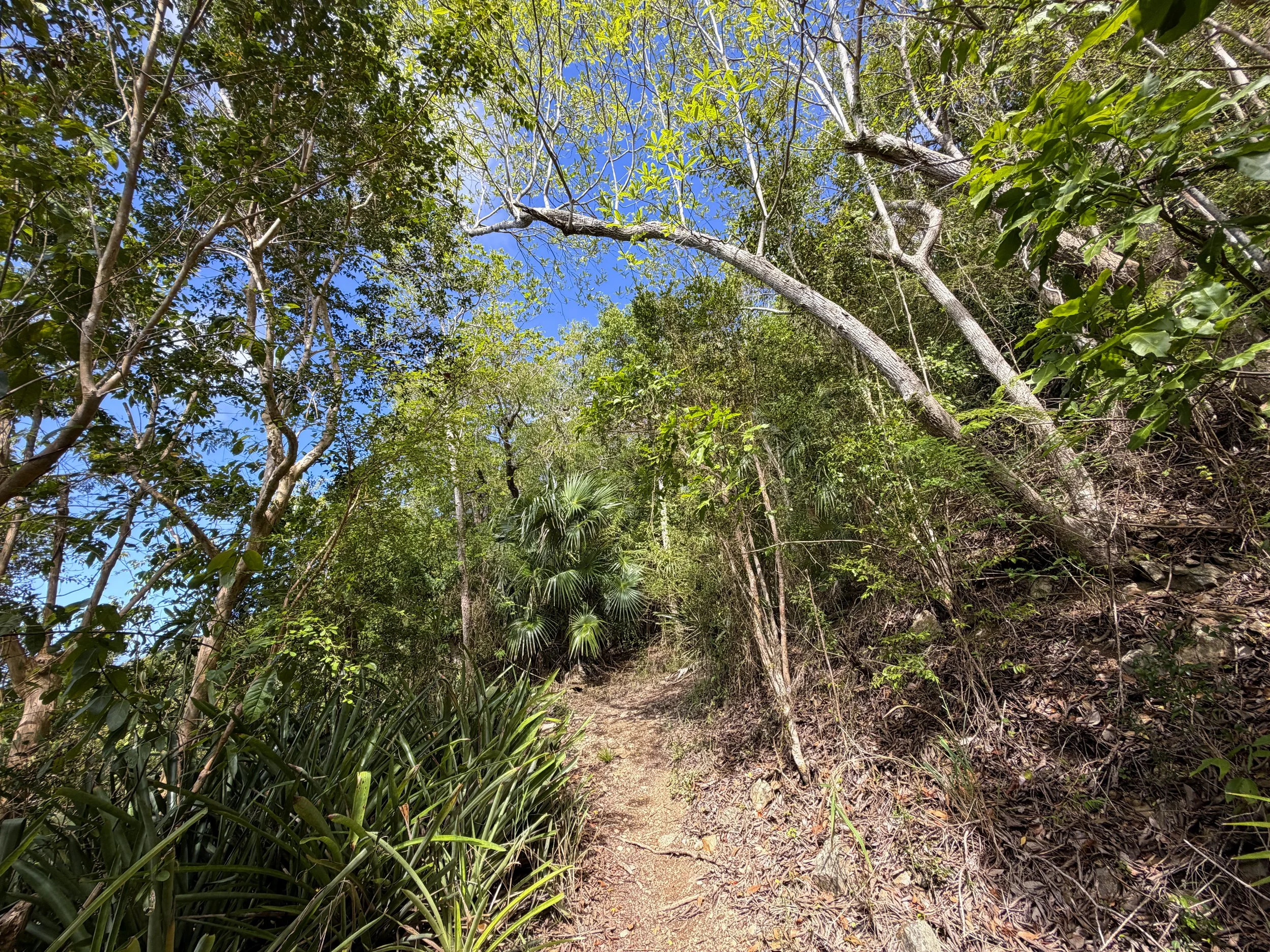 Bordeaux Mountain Trail Virgin Islands National Park