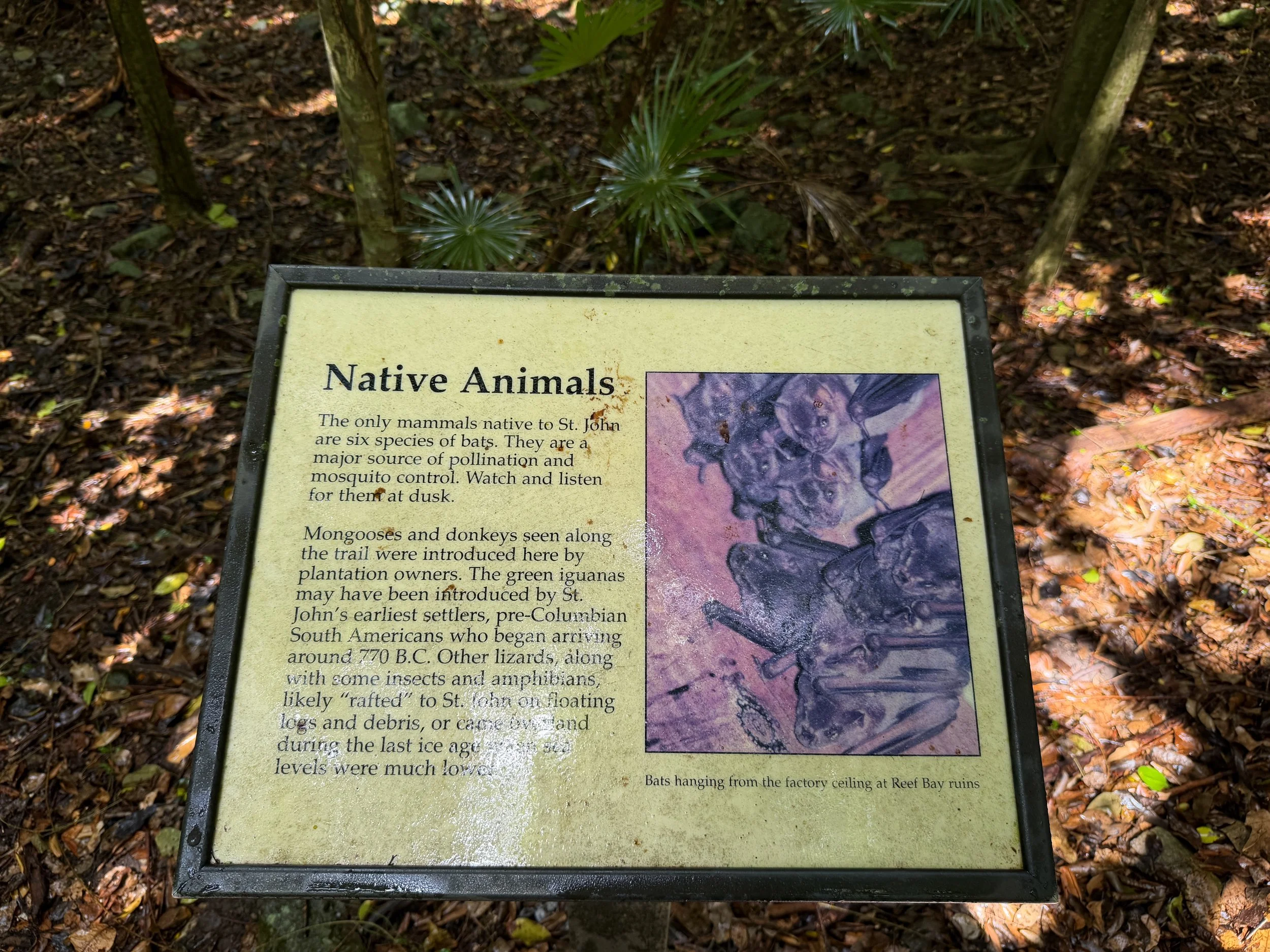 Cinnamon Bay Loop Trail Virgin Islands National Park