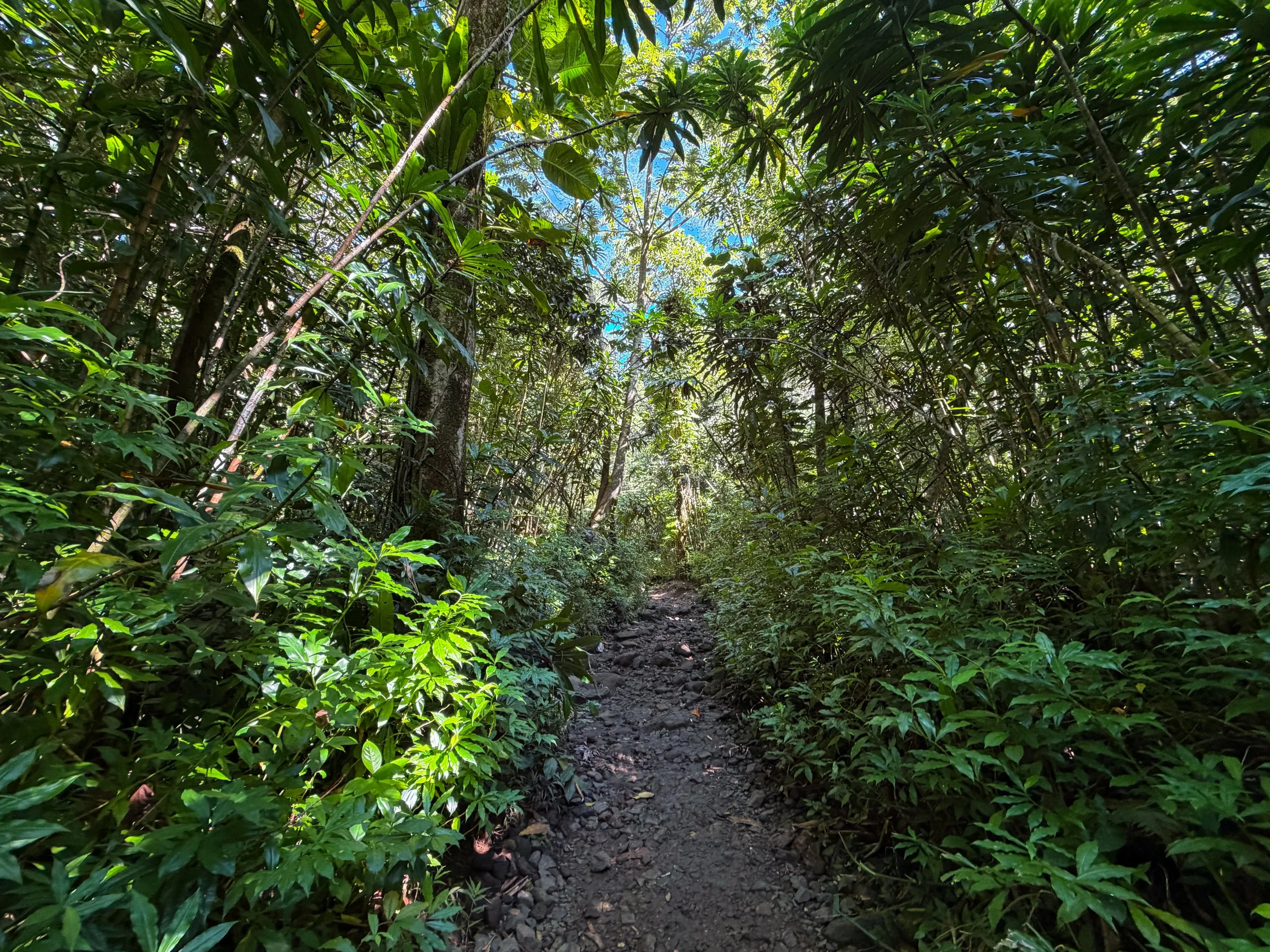 Manoa Falls Hike Oahu Hawaii