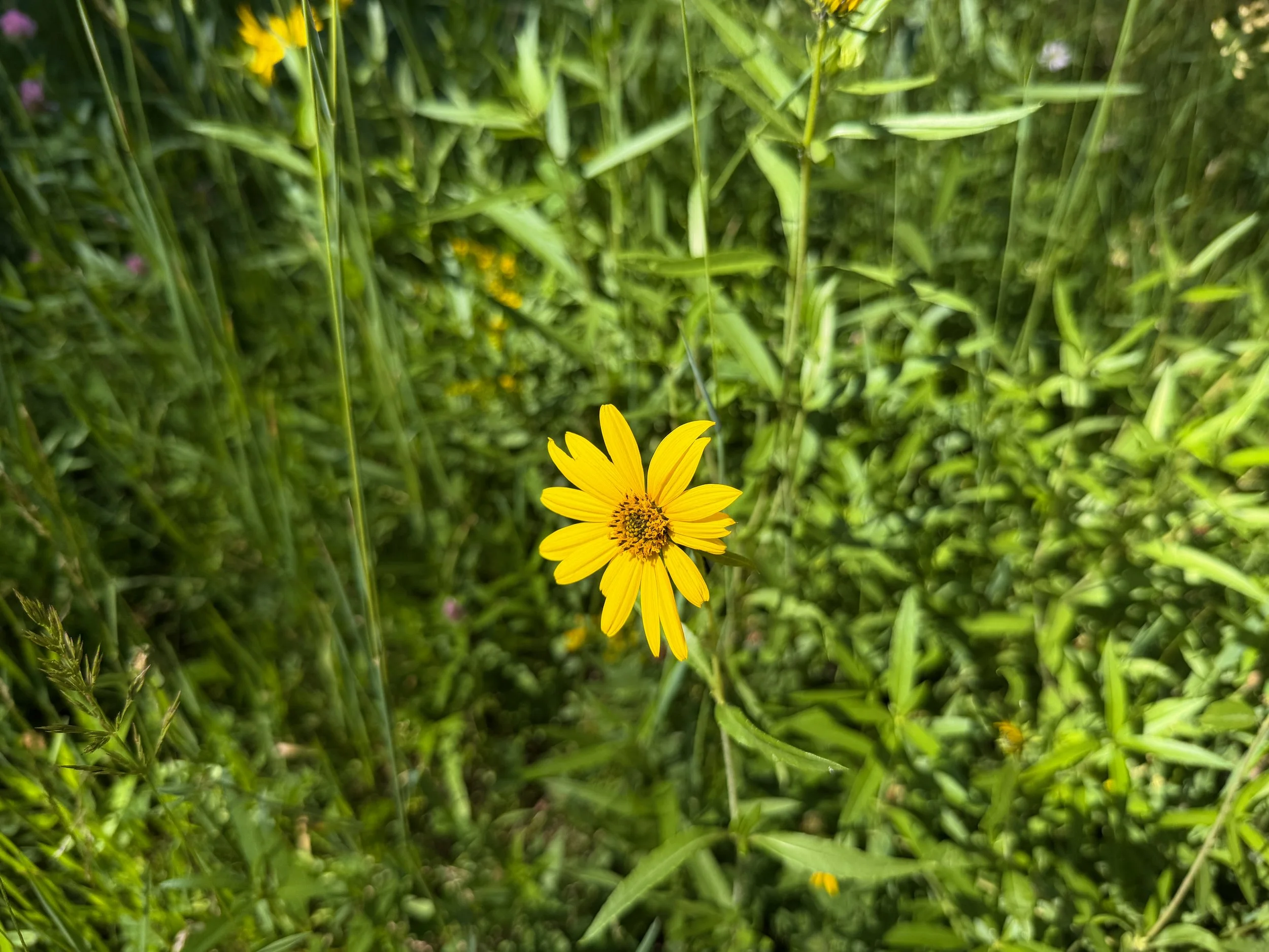 Showy Goldeneye Heliomeris multiflora