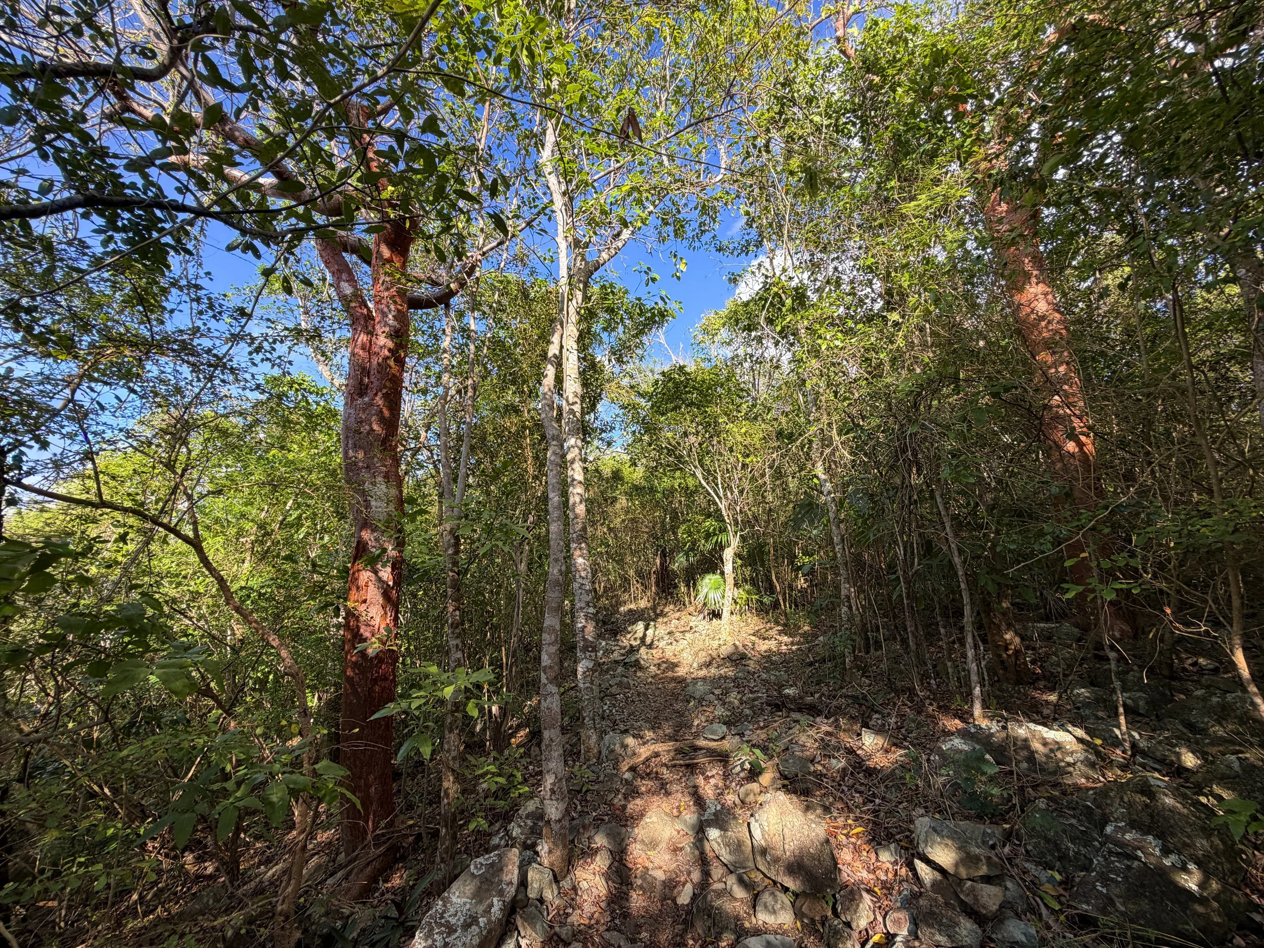 Caneel Hill Spur Trail Virgin Islands National Park