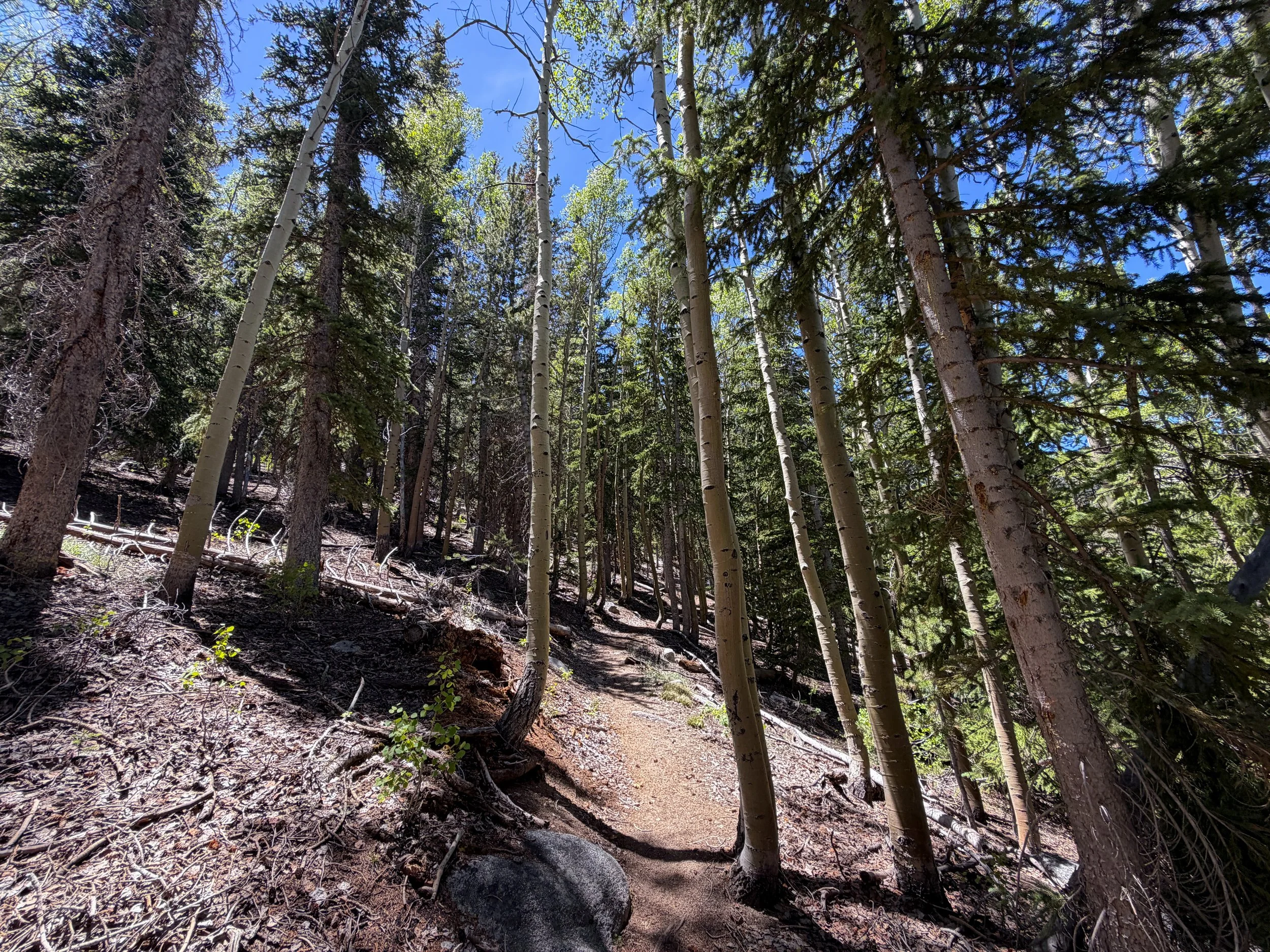 Timber Creek Trail Great Basin National Park Nevada