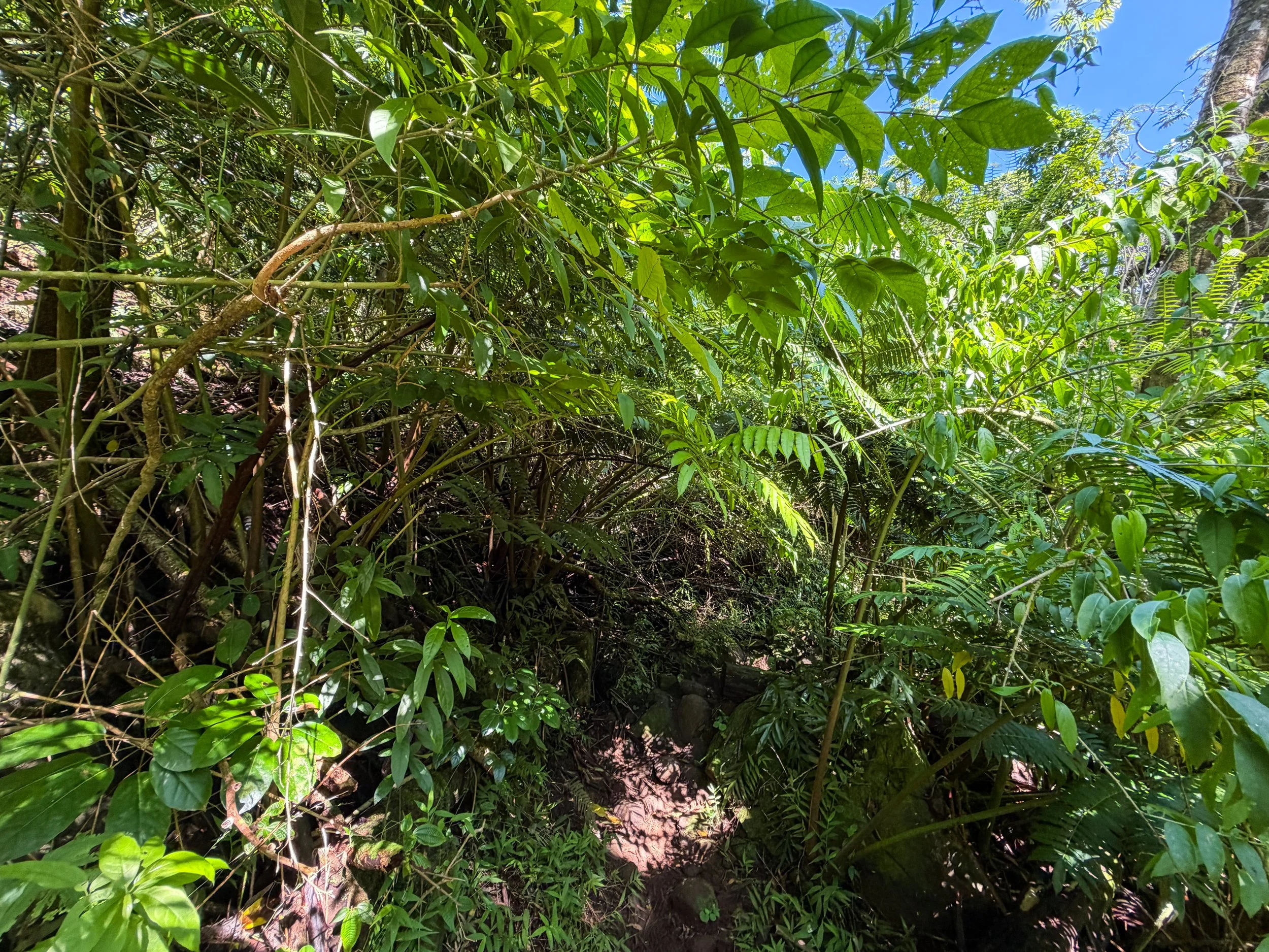 Kaau Crater Loop Hike Oahu Hawaii