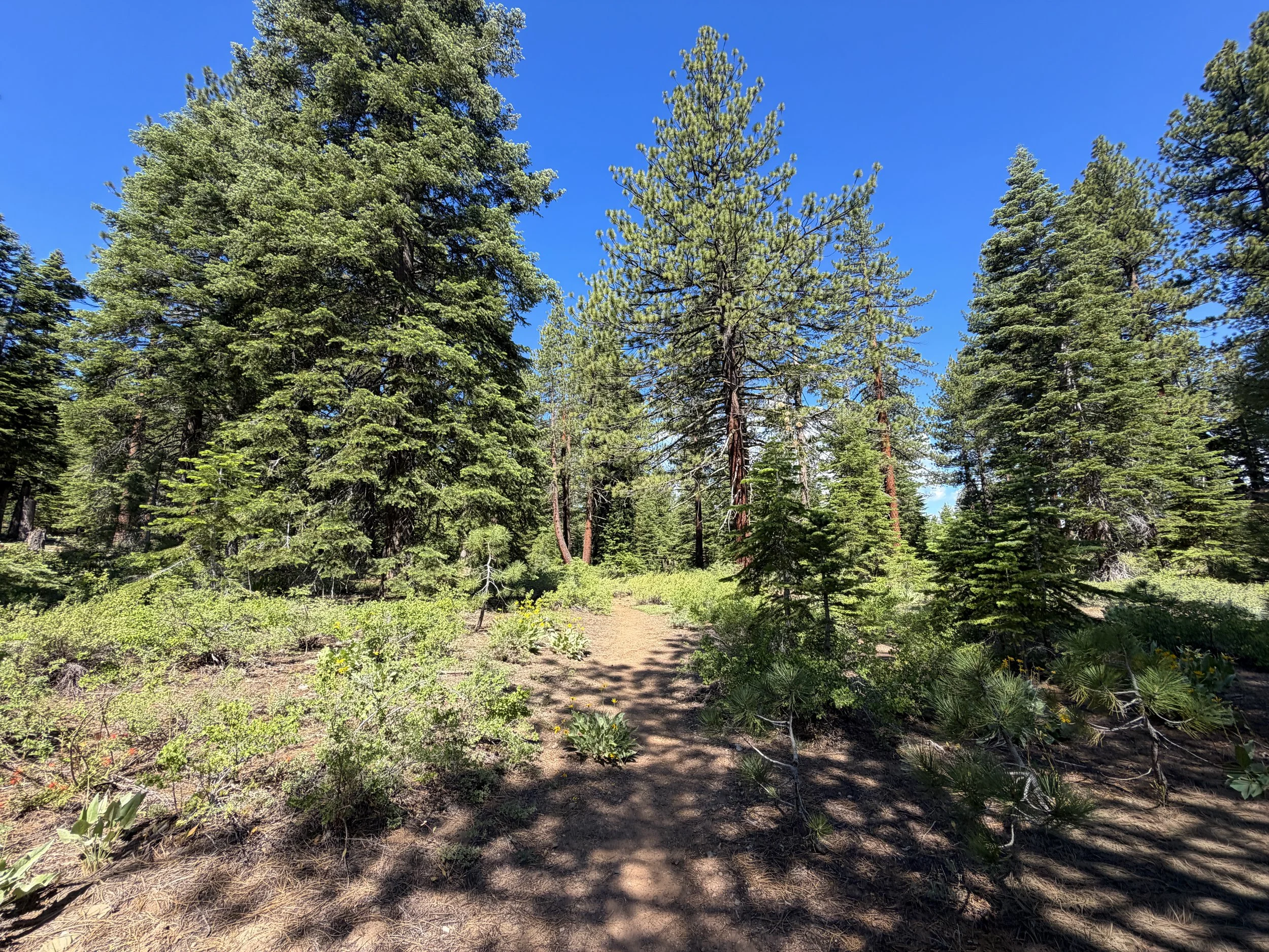 Captain Pomin Trail Lake Tahoe Nevada