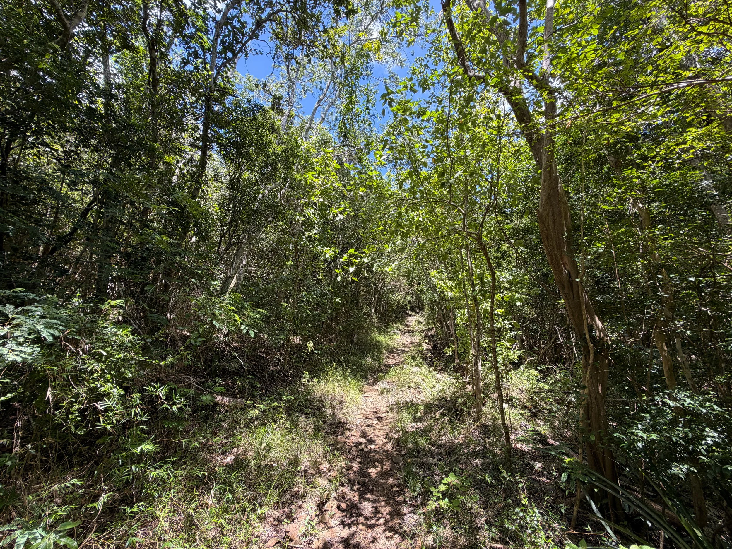 L'Esperance Hike Virgin Islands National Park