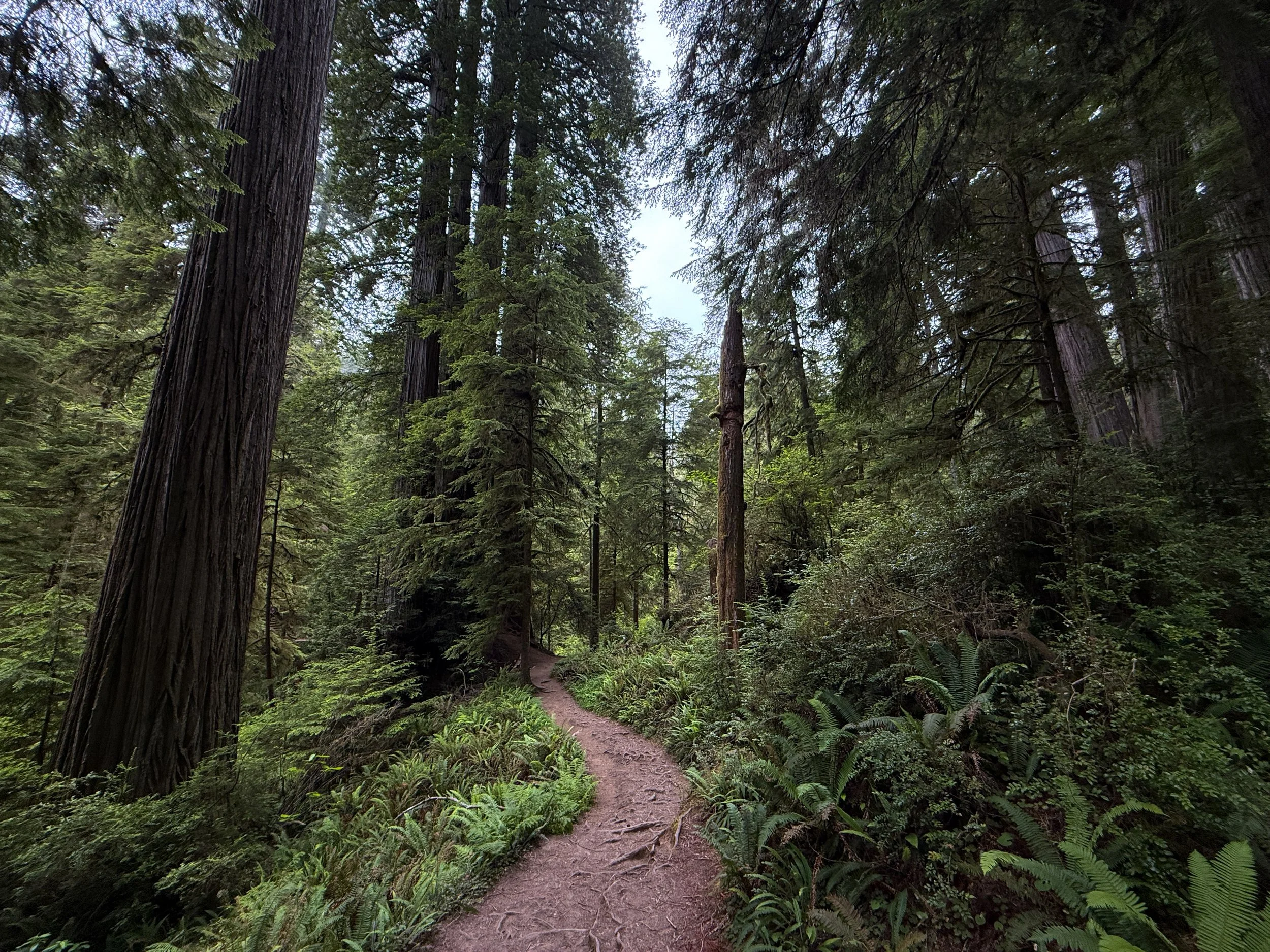 Boy Scout Tree Hike Jedediah Smith Redwoods State Park California