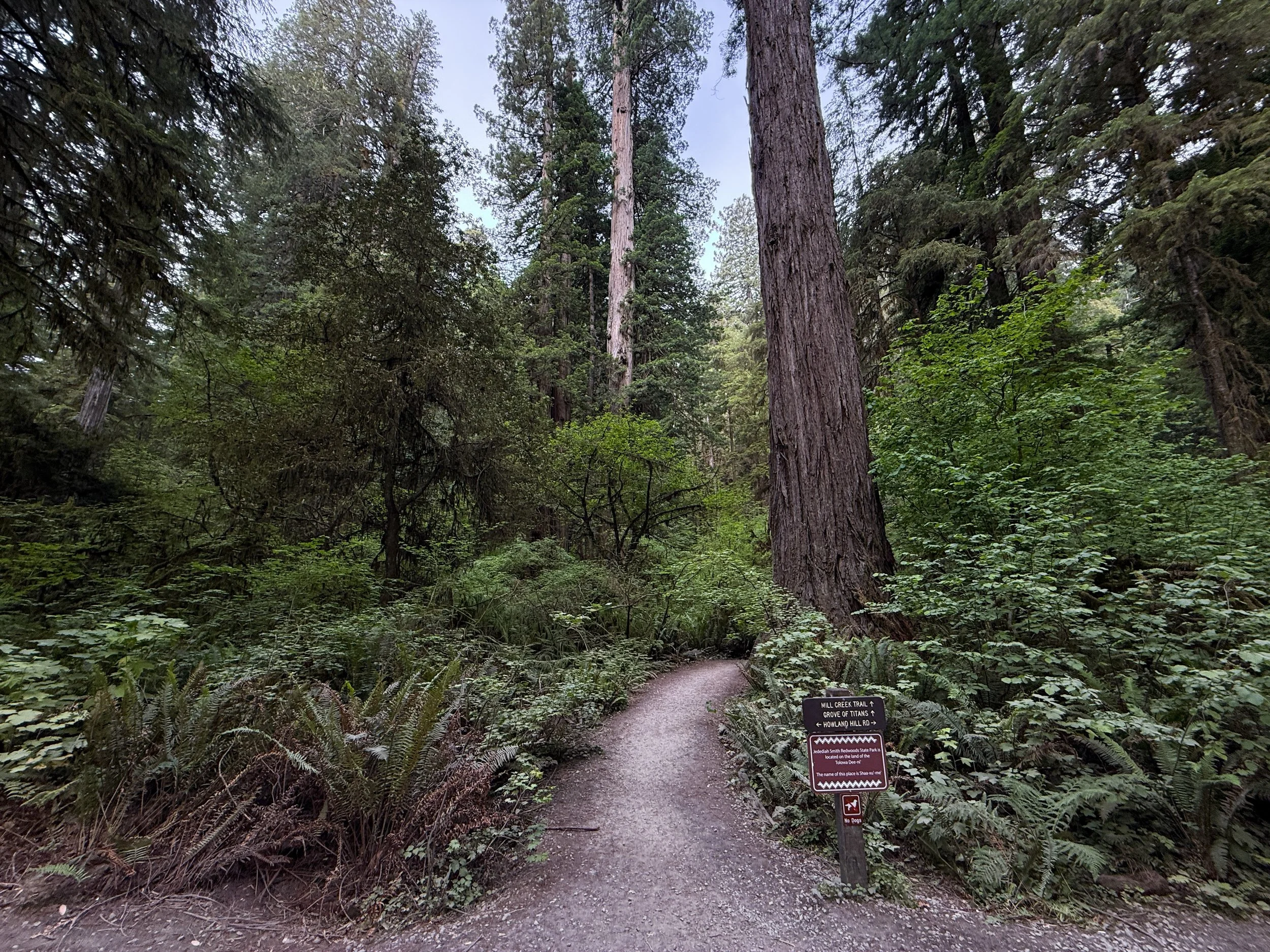 Grove of the Titans Trailhead Jedediah Smith Redwoods State Park California