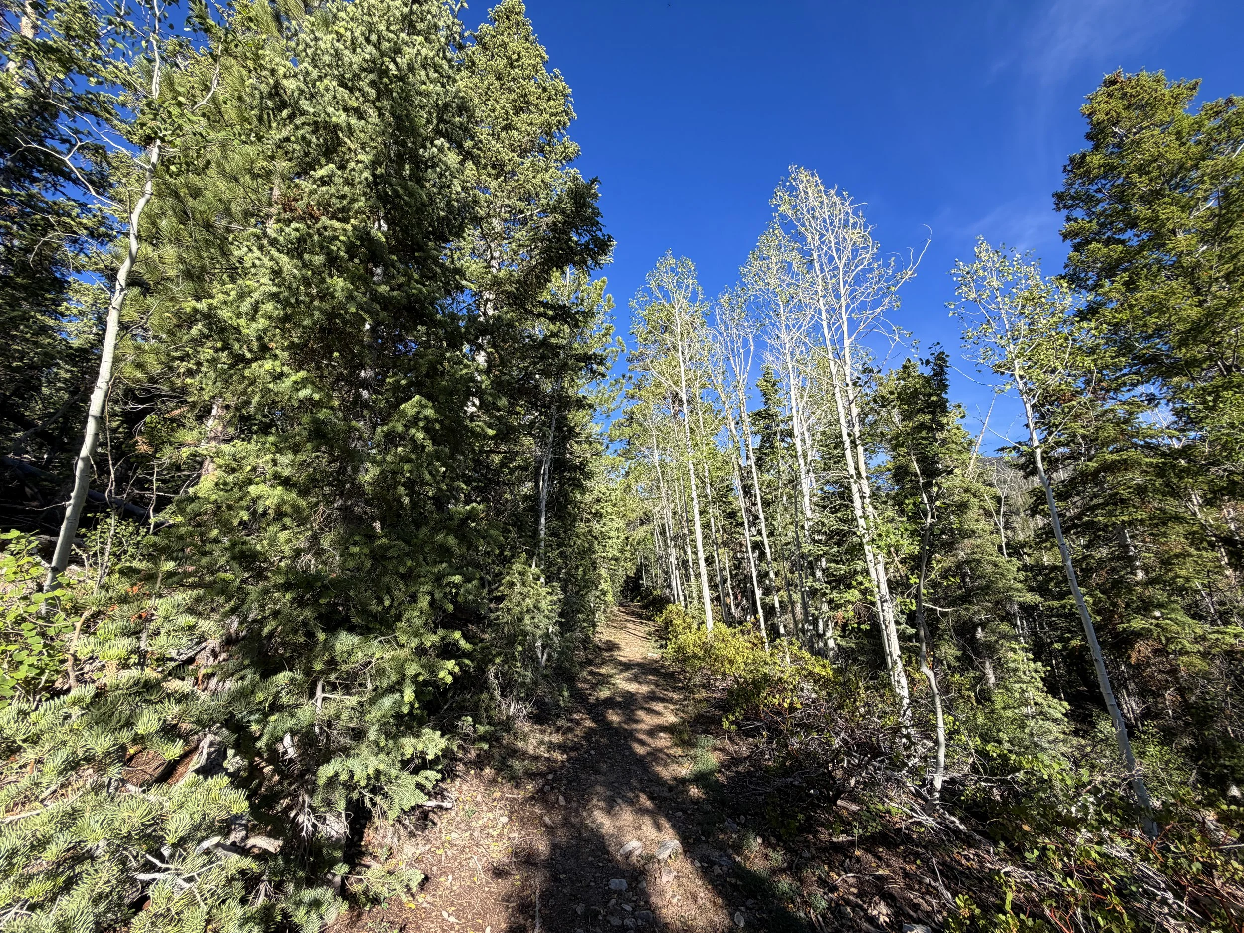 Snake Creek Overlook Loop Trail Great Basin National Park Nevada