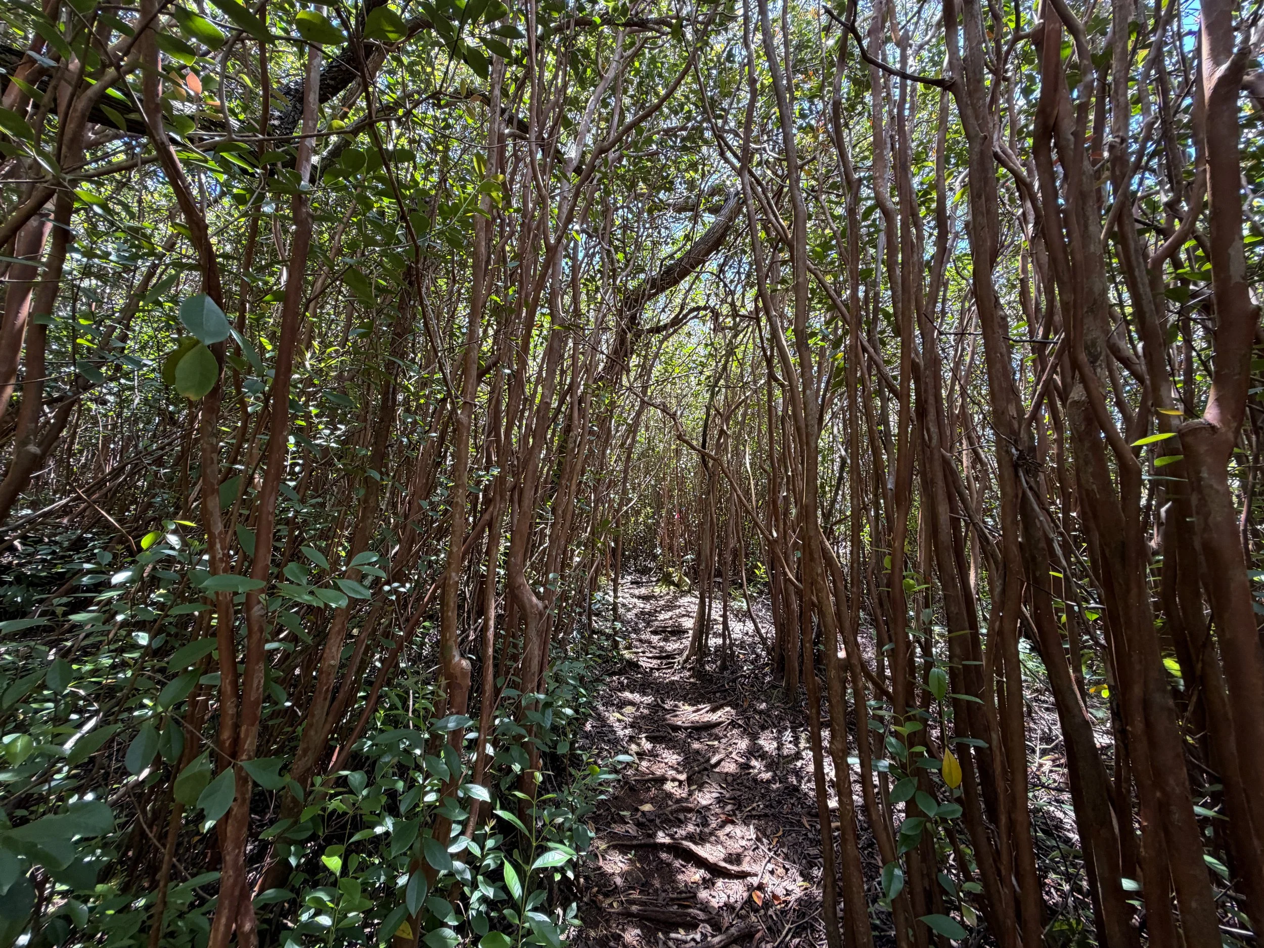 Moanalua Valley to Tripler Ridge Trail Oahu Hawaii
